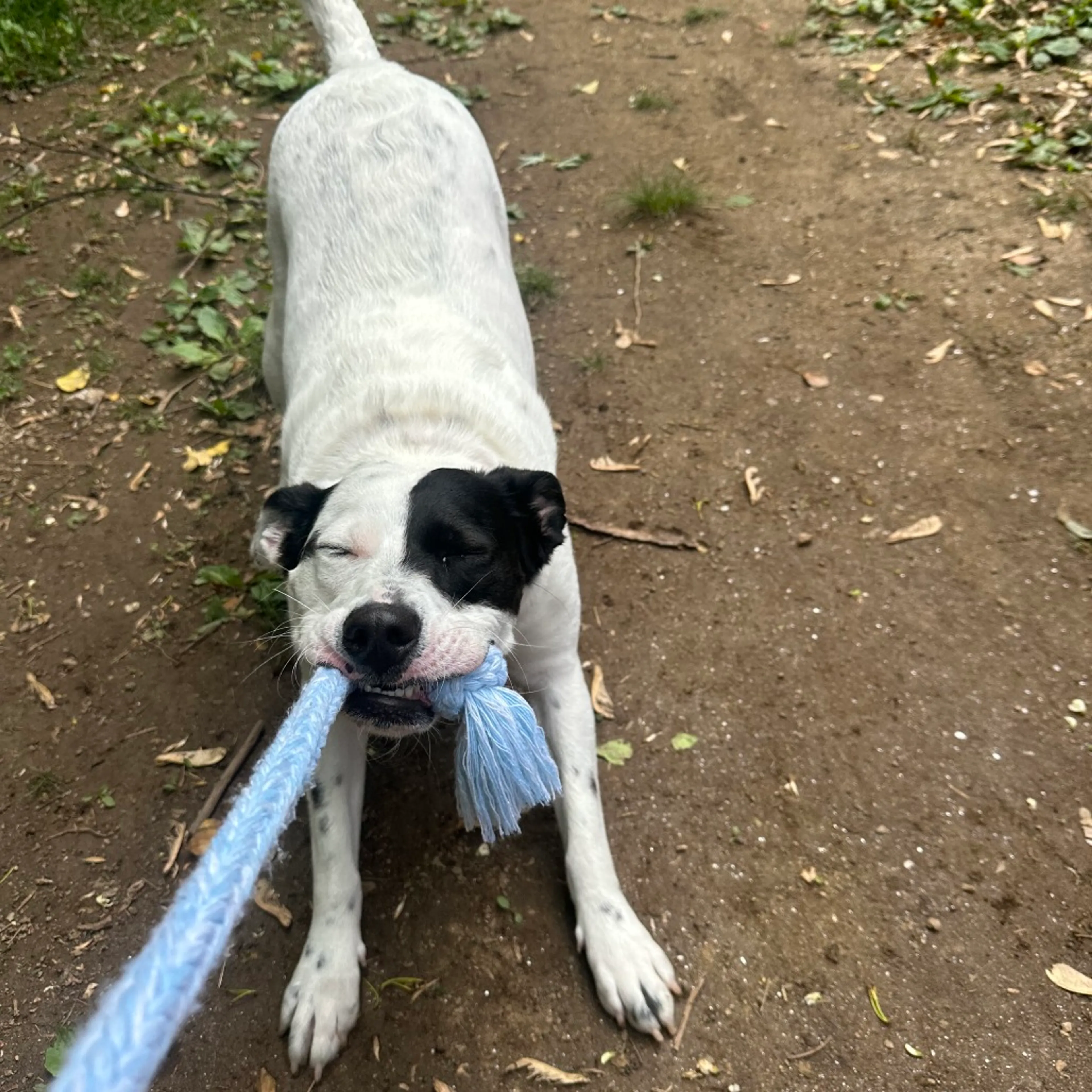 Found pet-23
