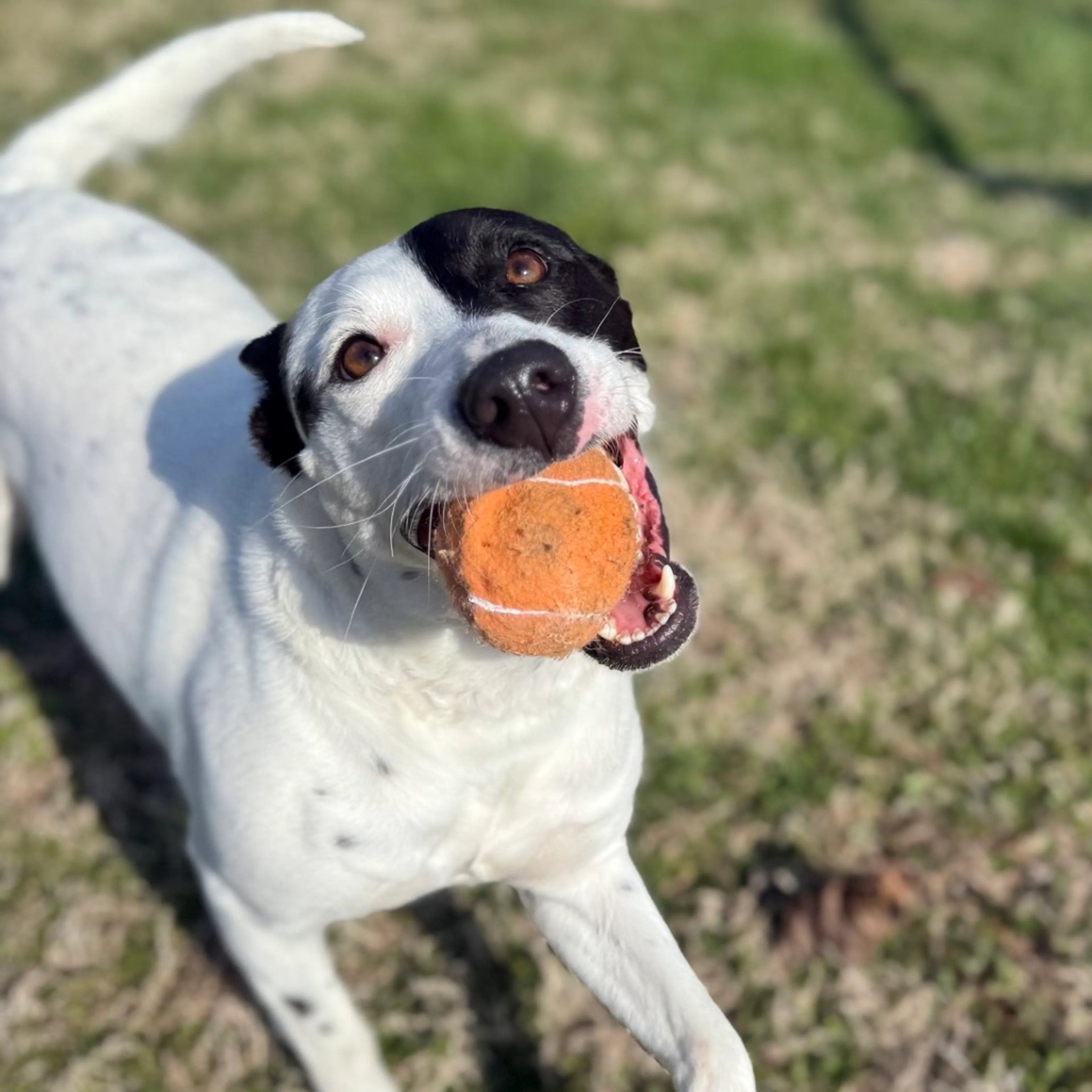 Found pet-10