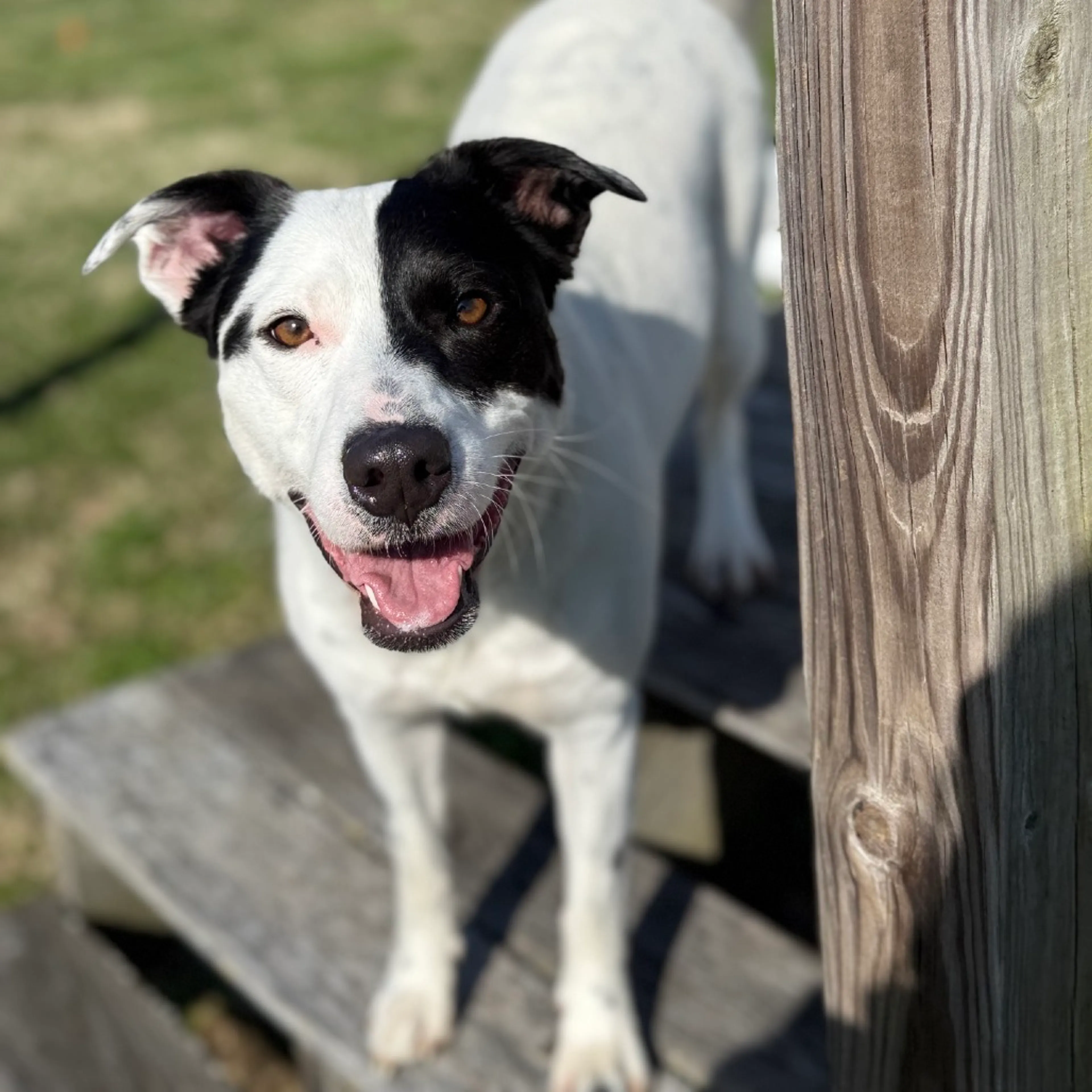 Found pet-21