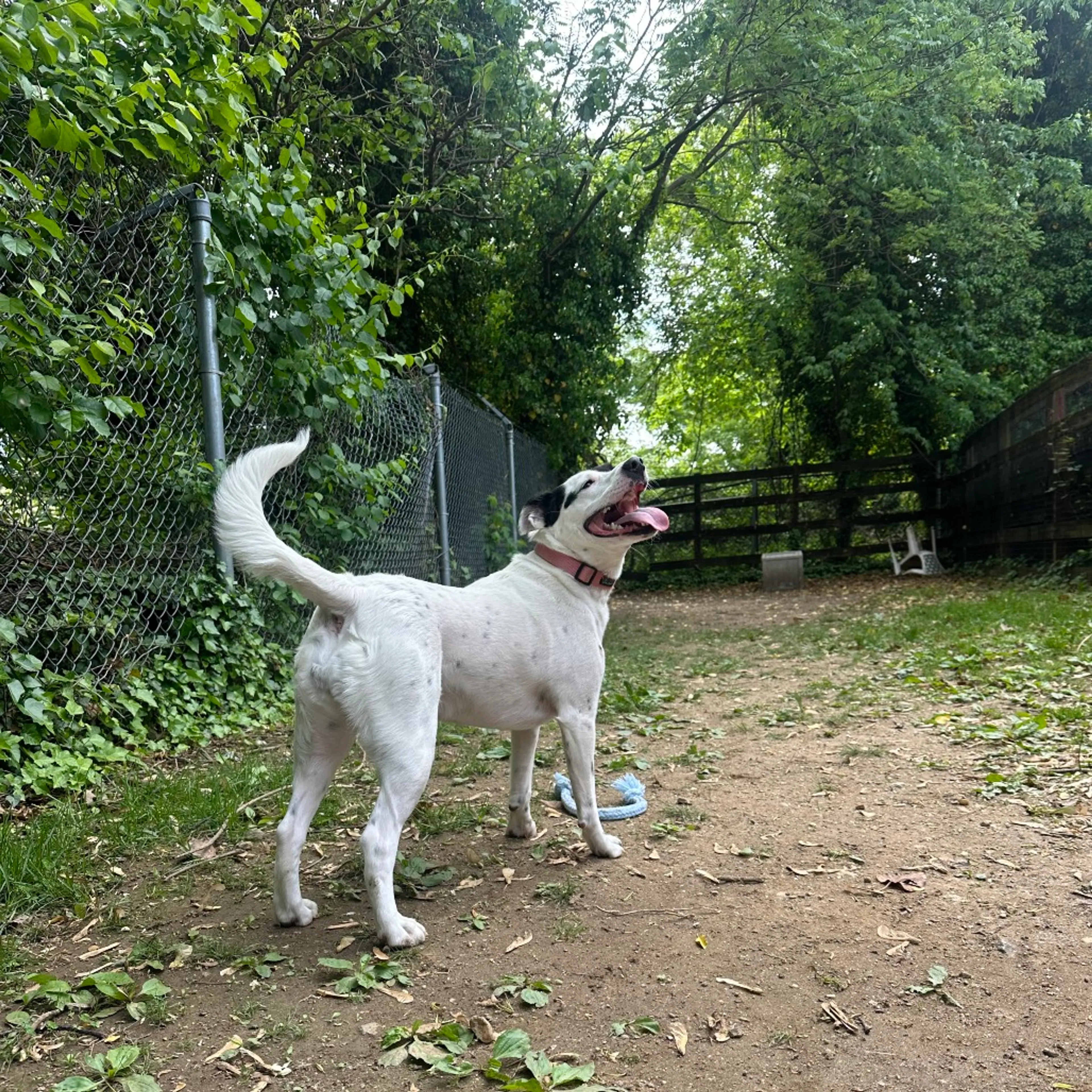 Found pet-24