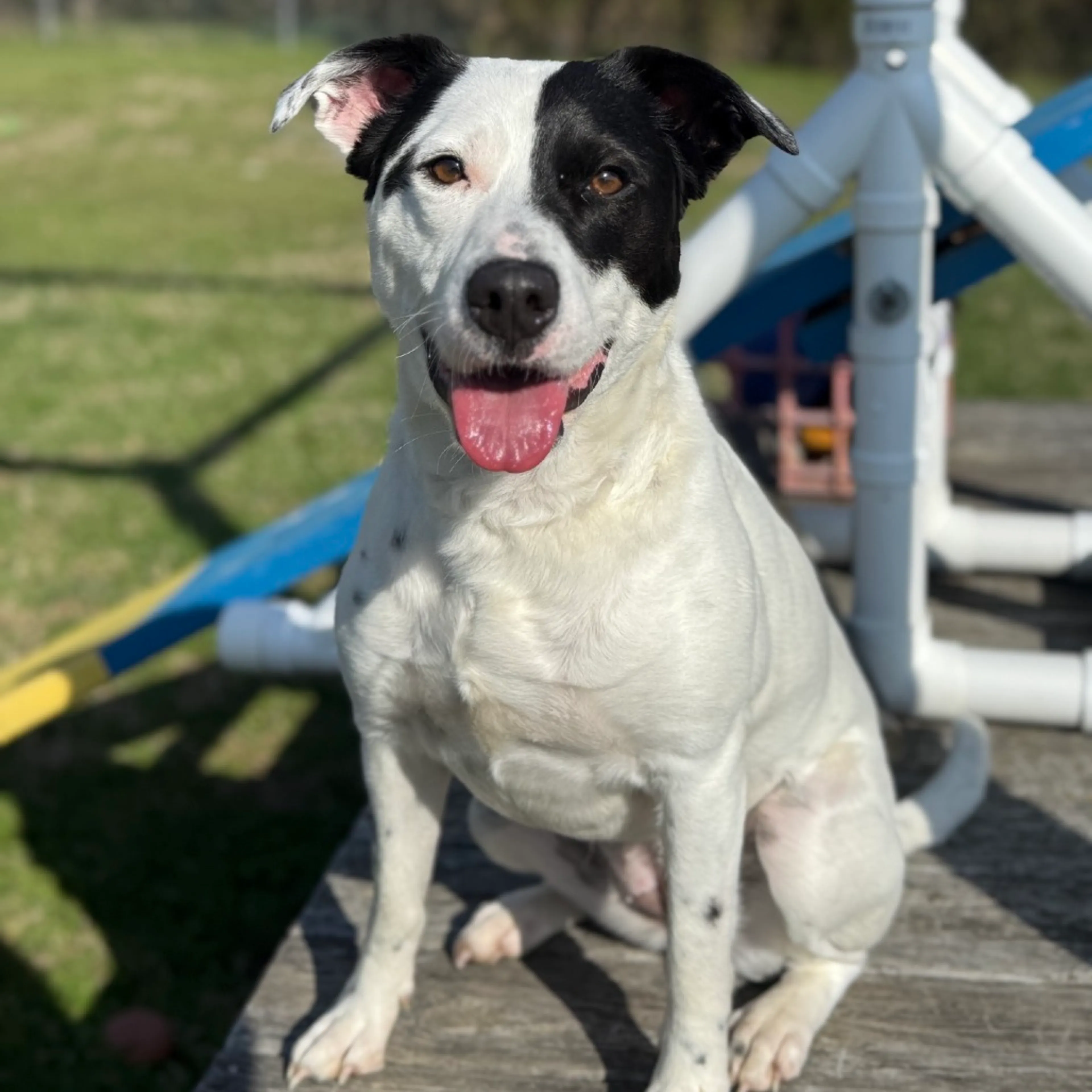 Found pet-8