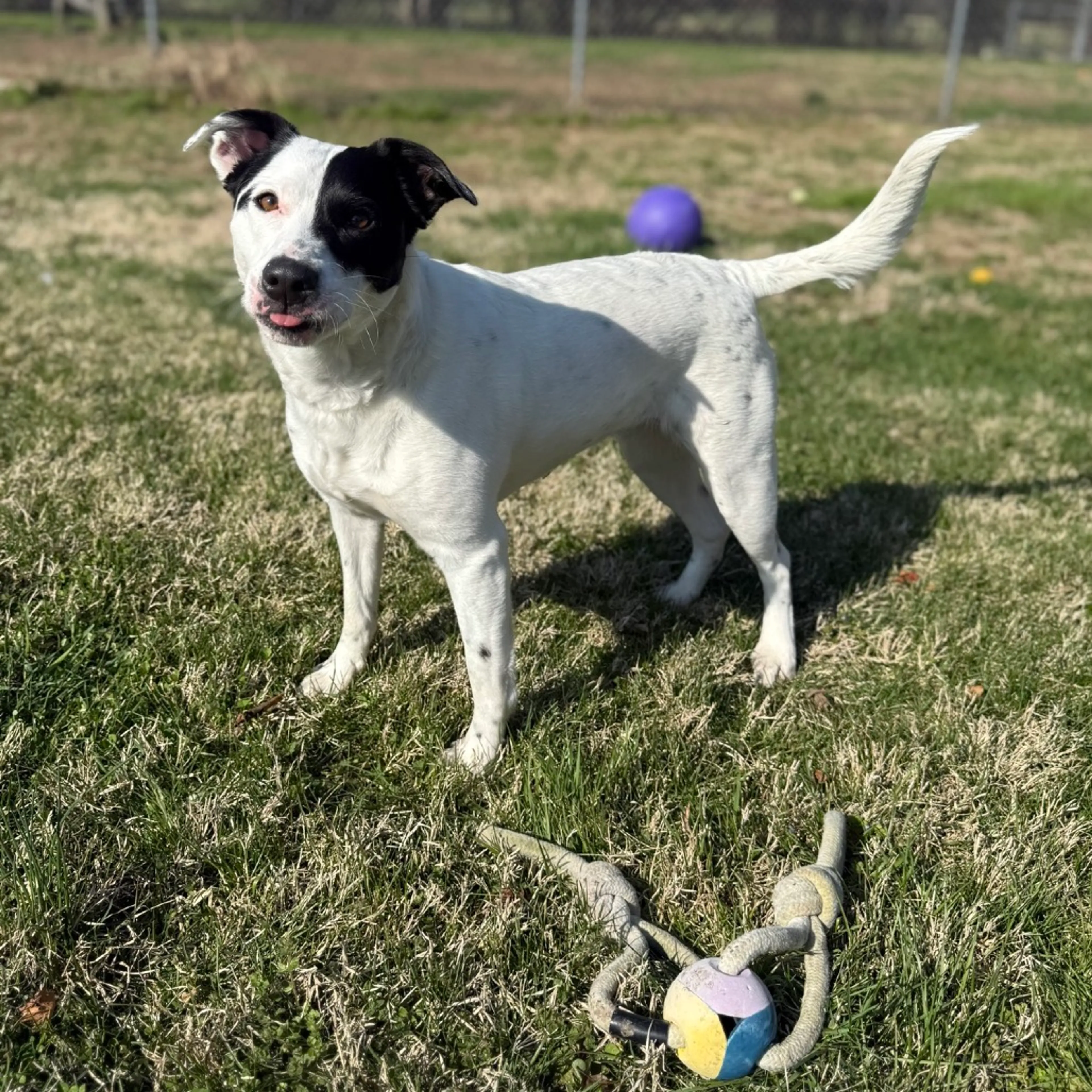 Found pet-11