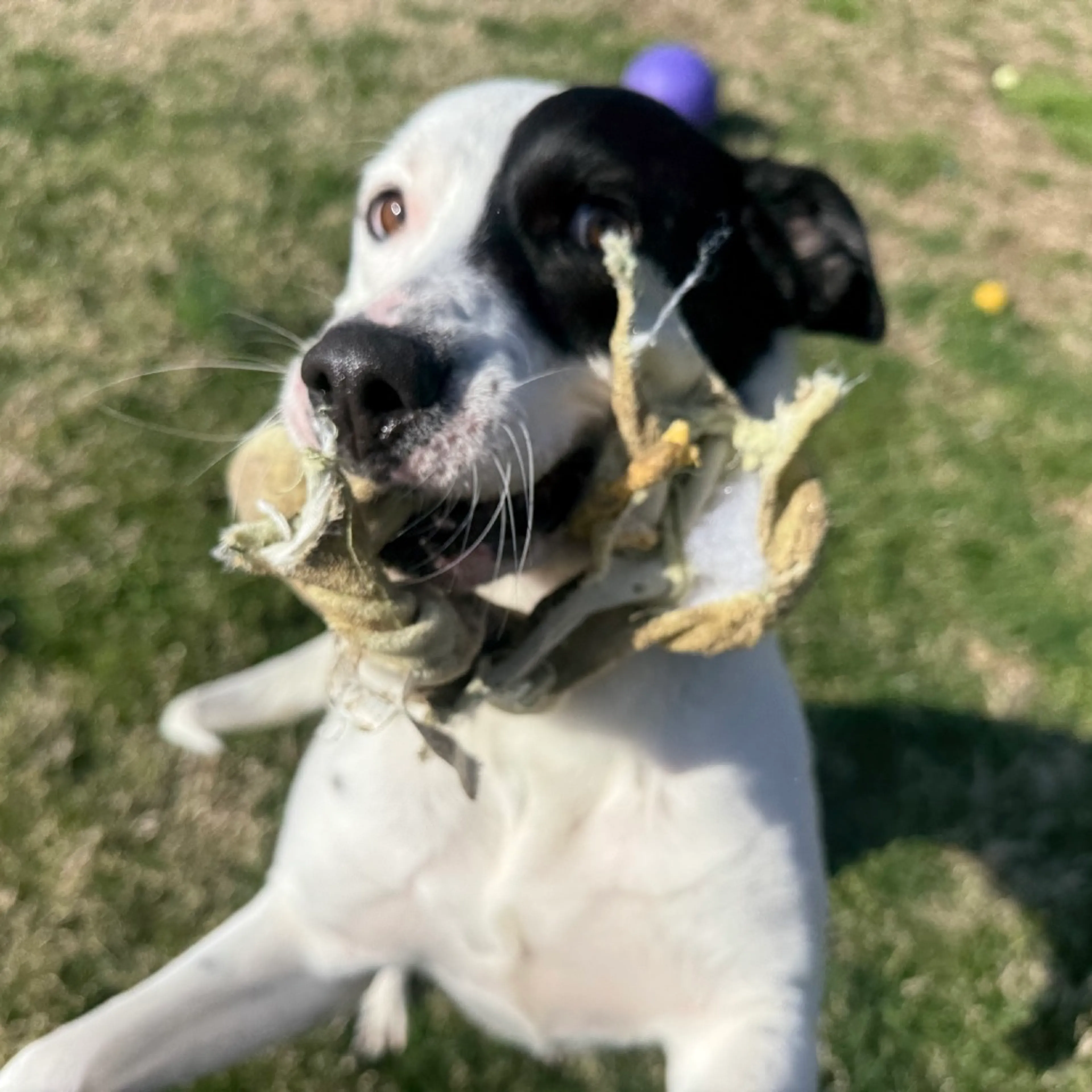 Found pet-9