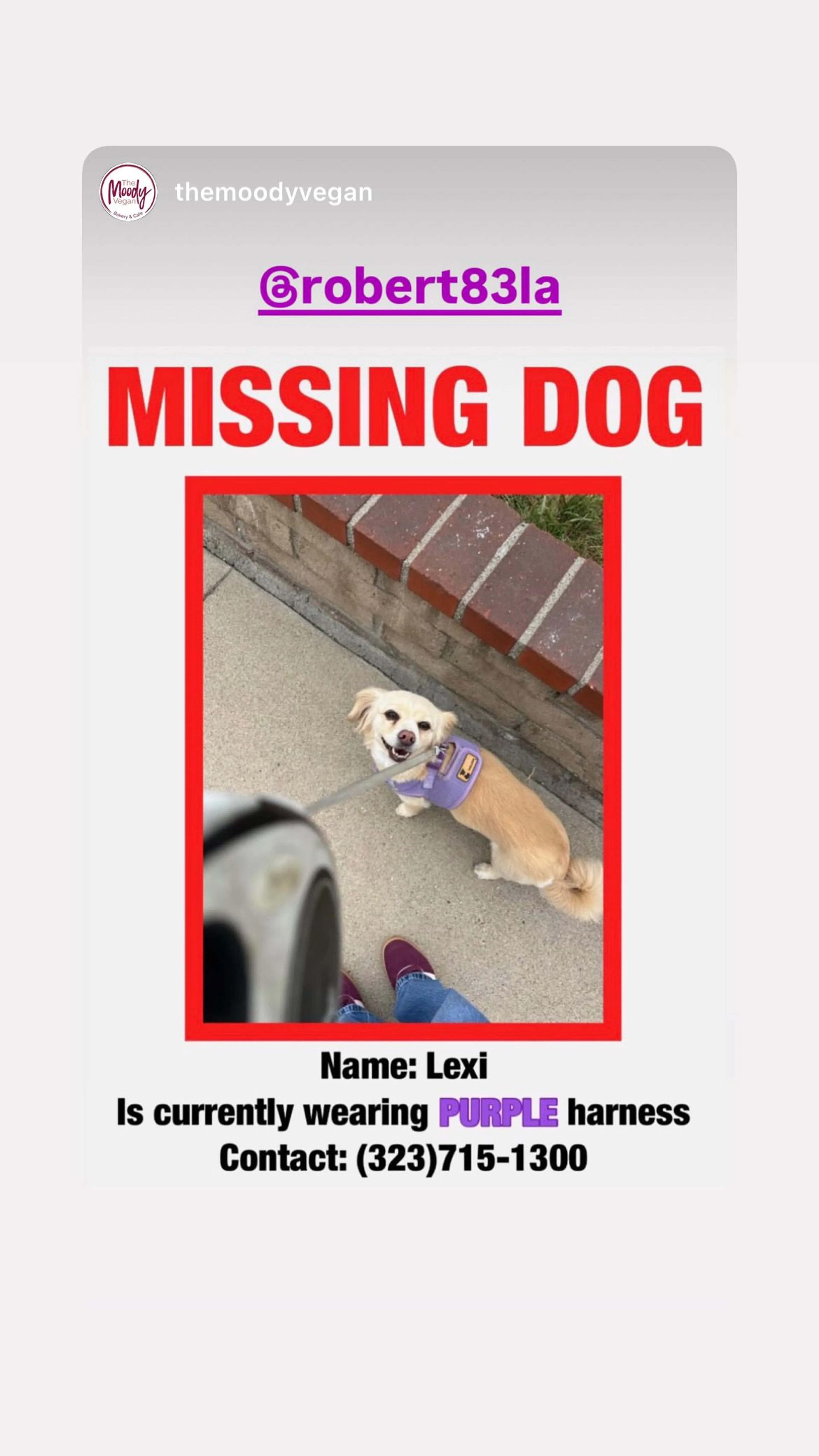 Lost pet