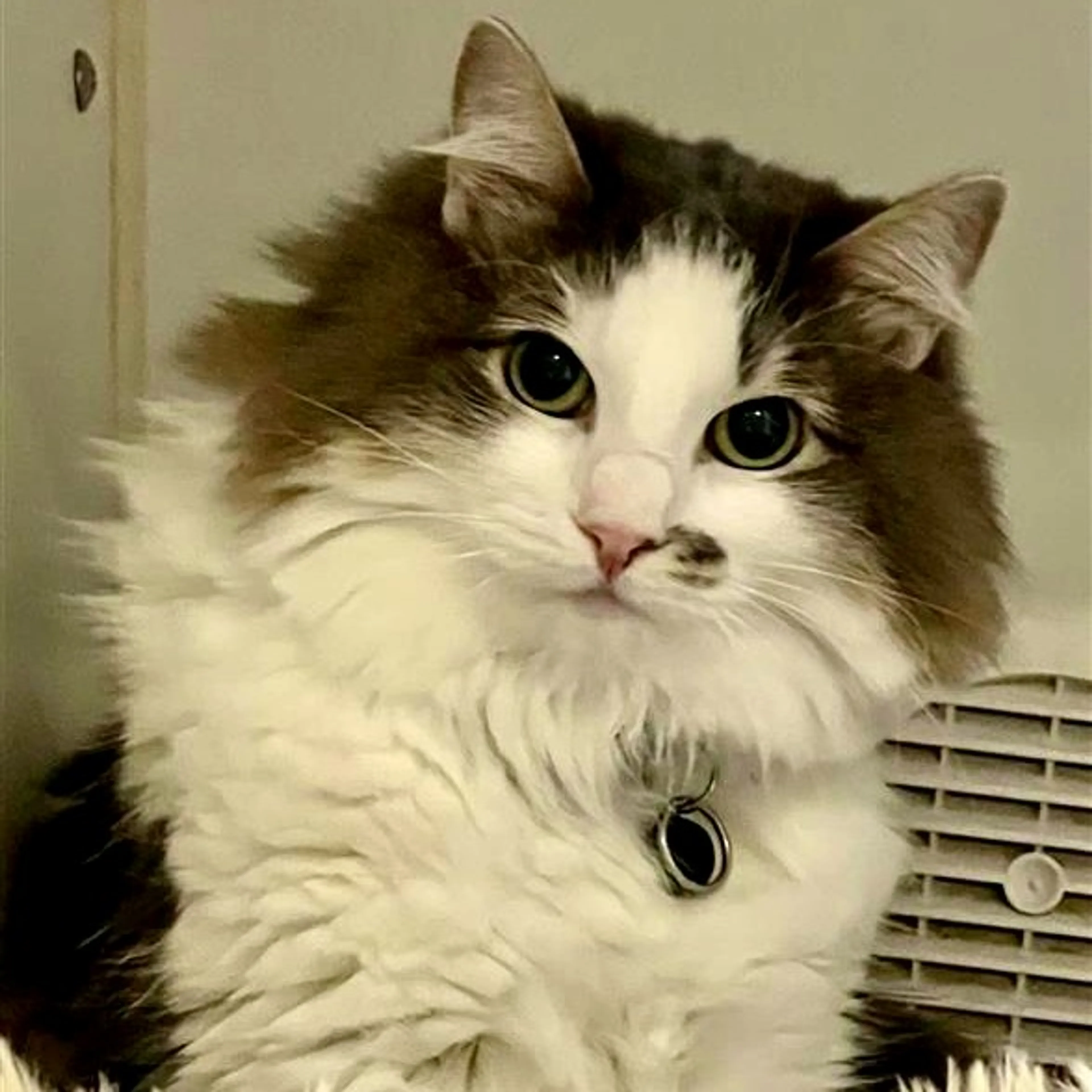 Found pet