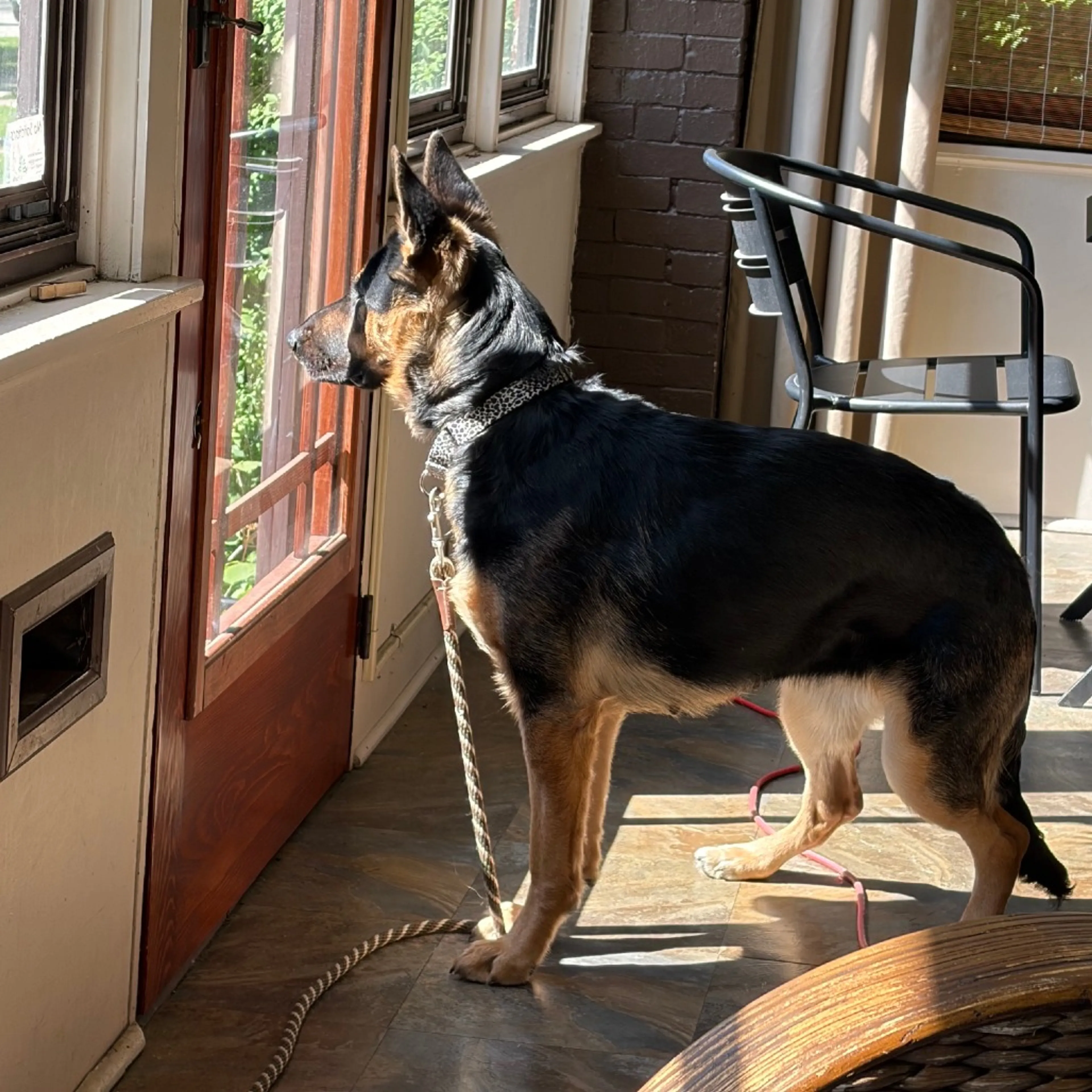 Found pet-3