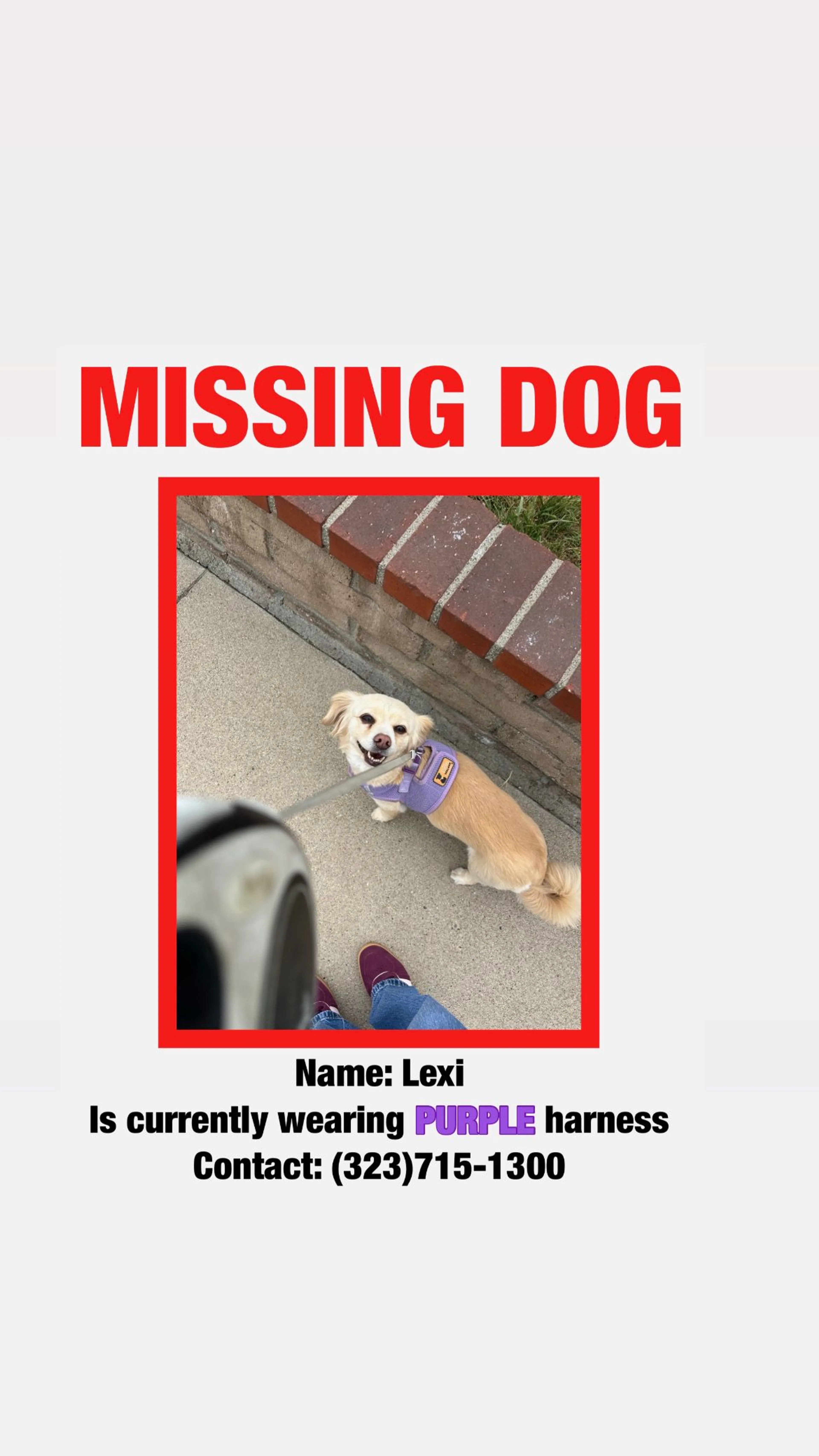 Lost pet
