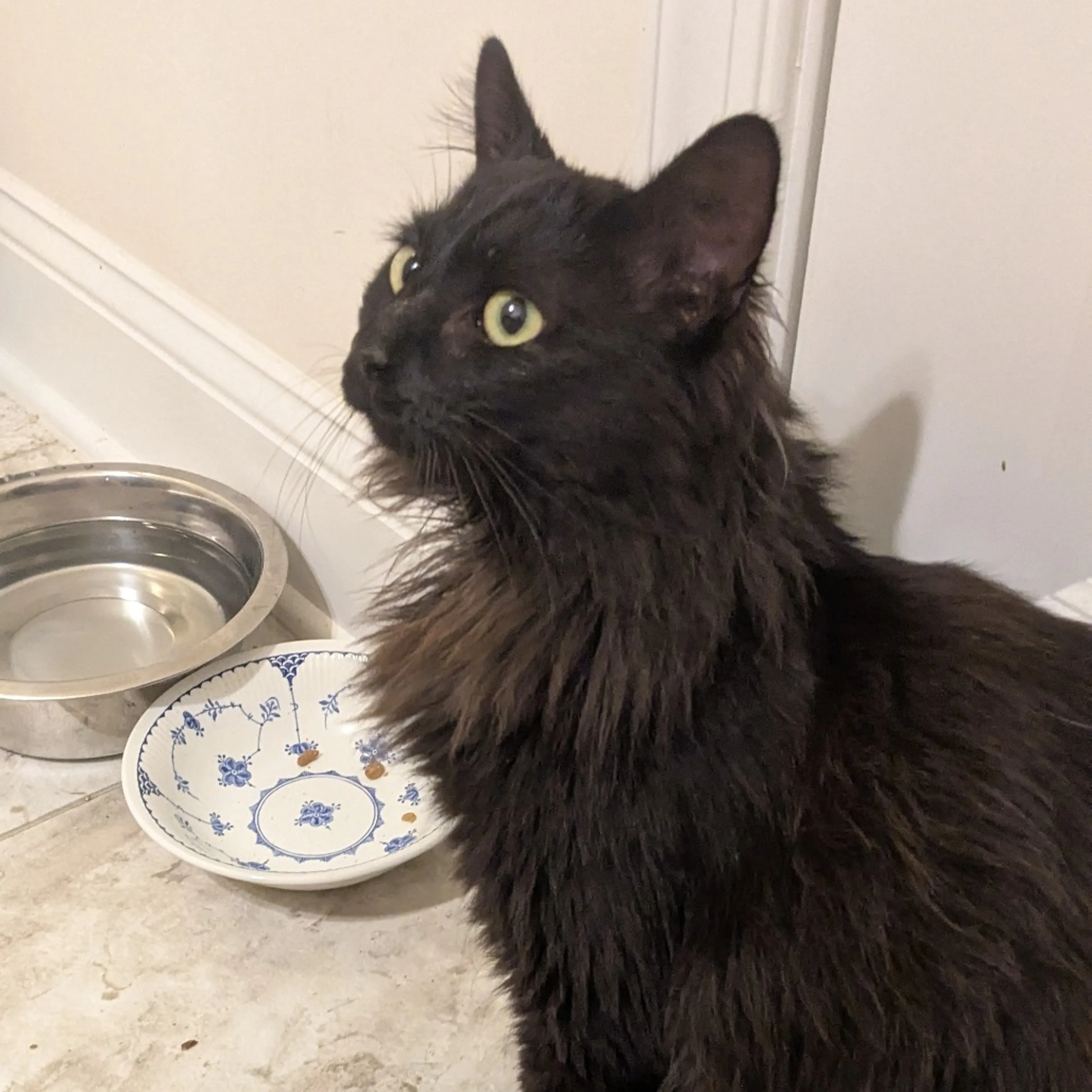 Found pet-1