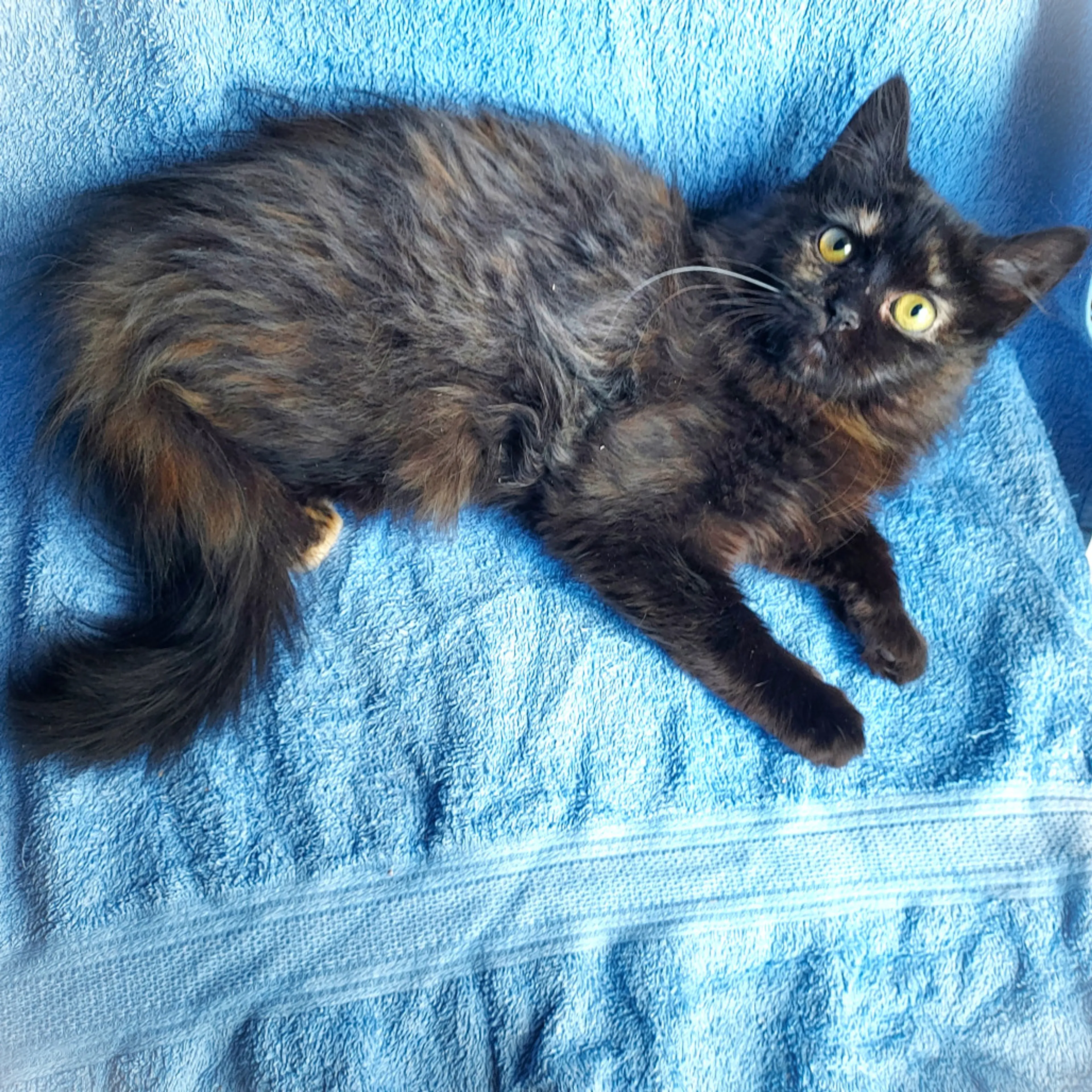 Found pet-1