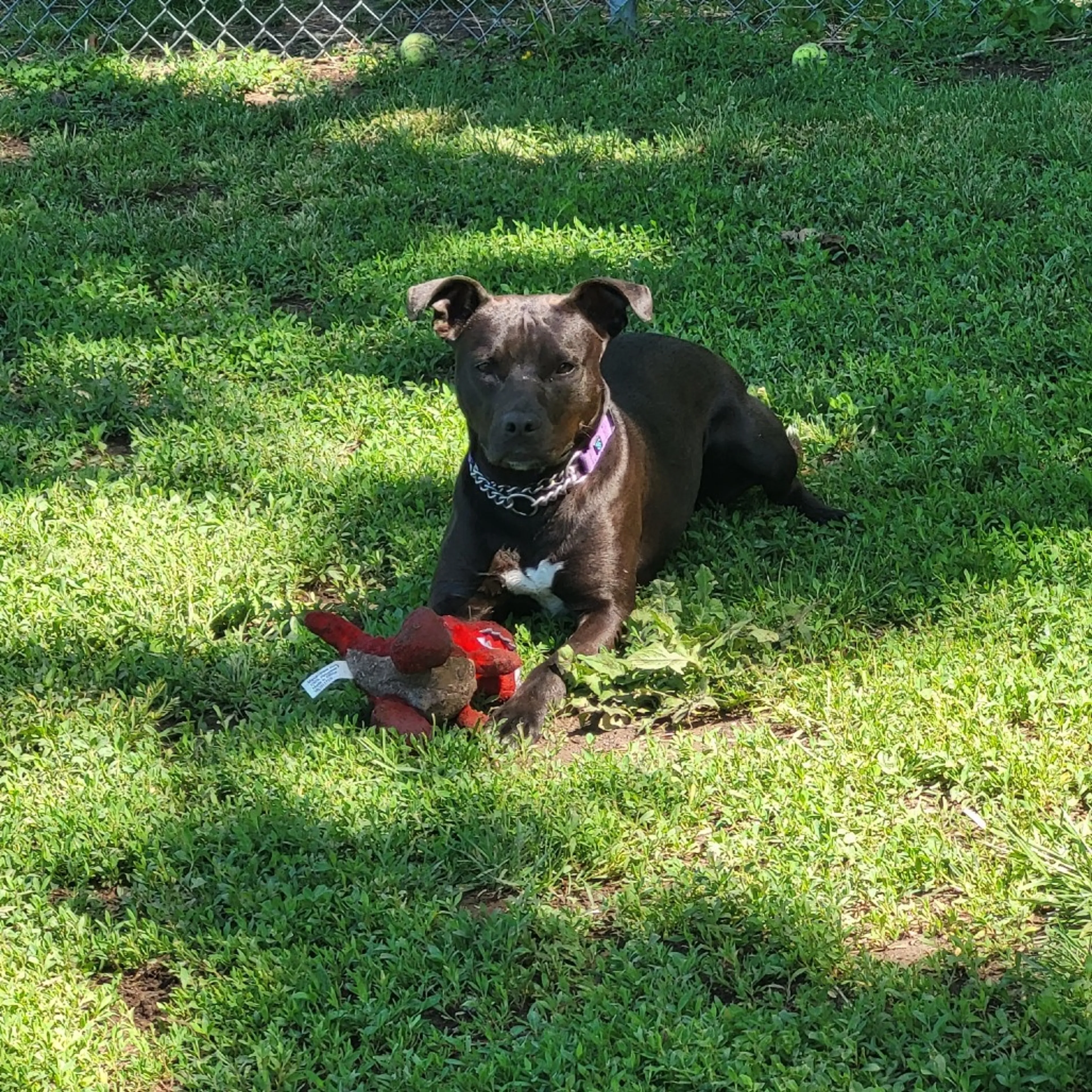 Found pet-9