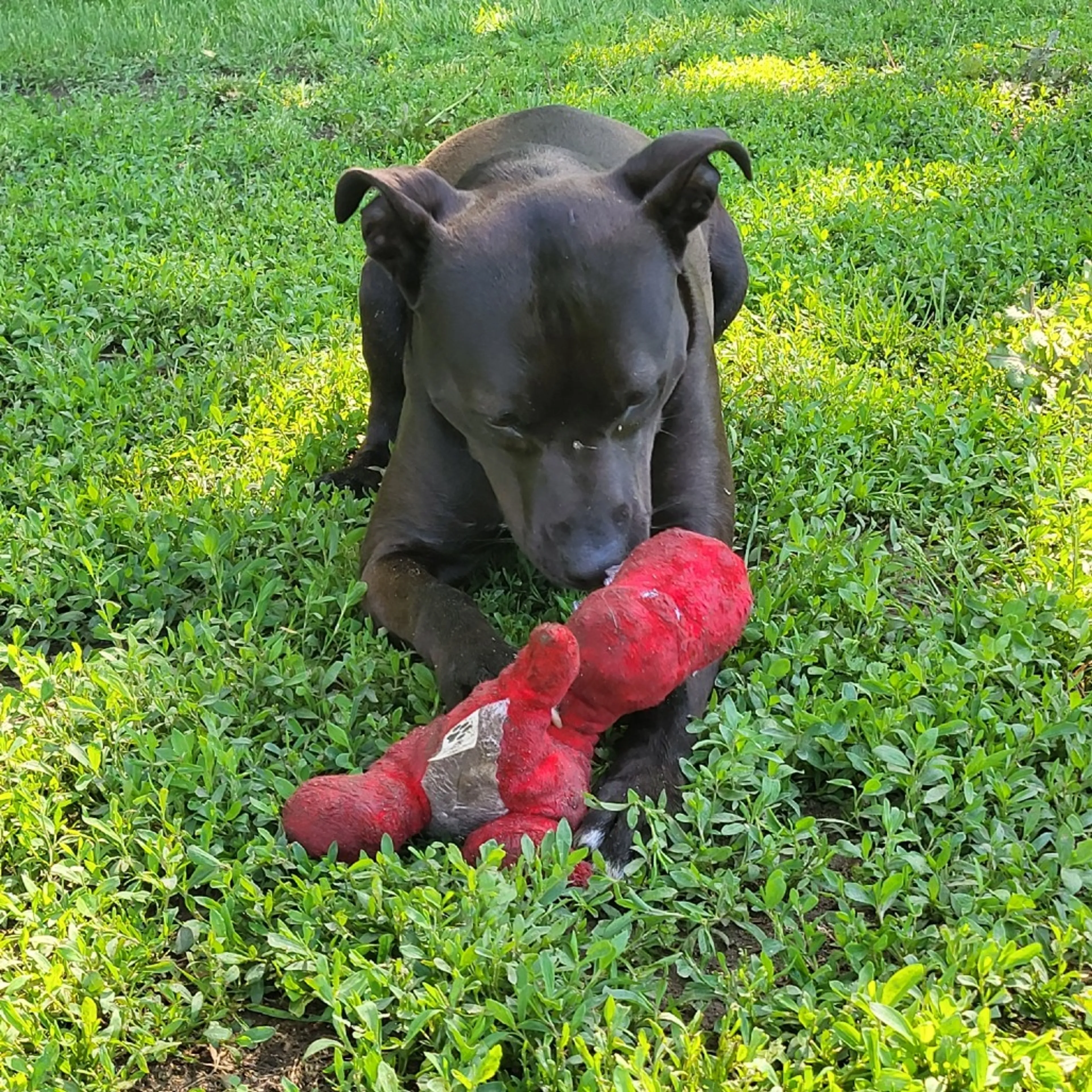 Found pet-6
