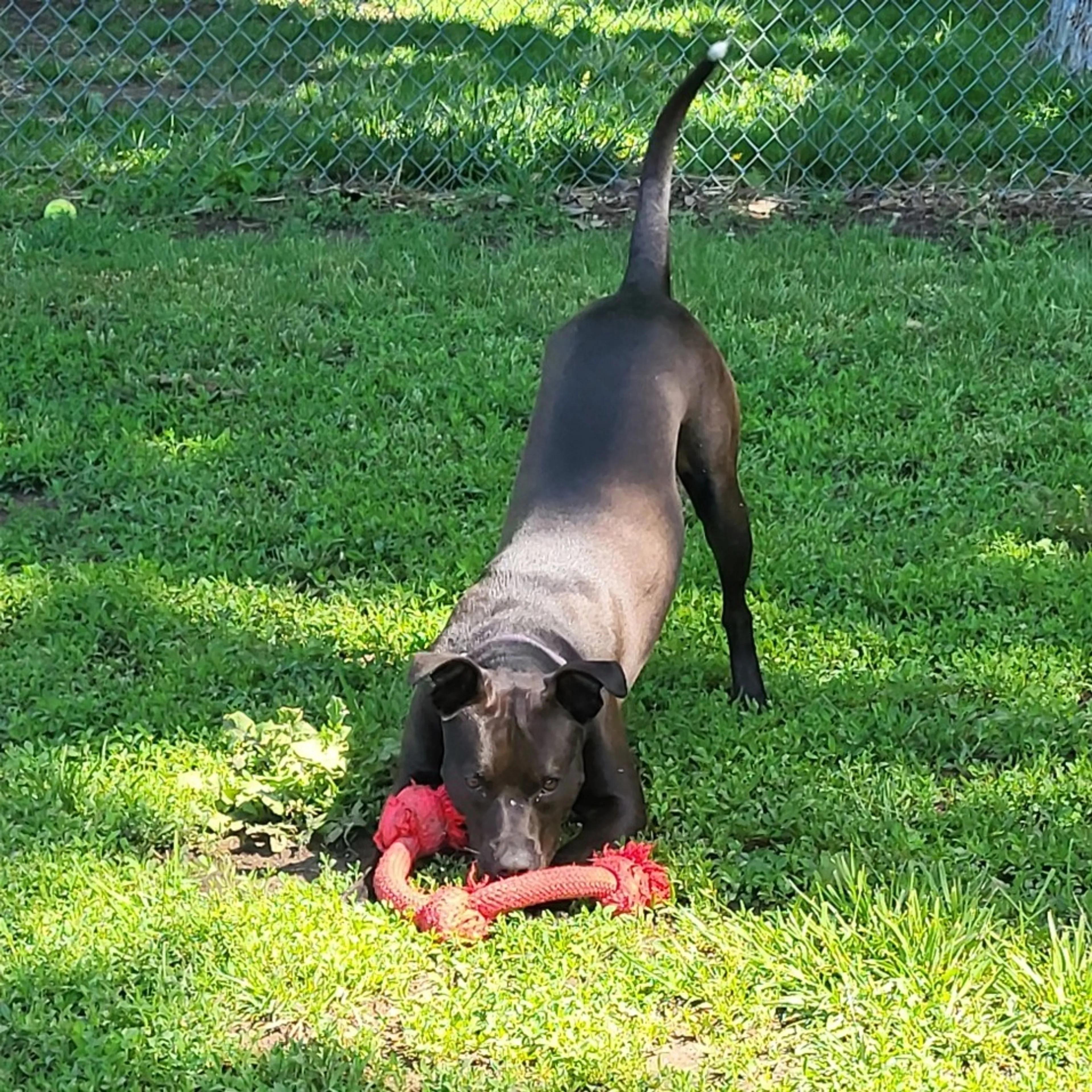 Found pet-7