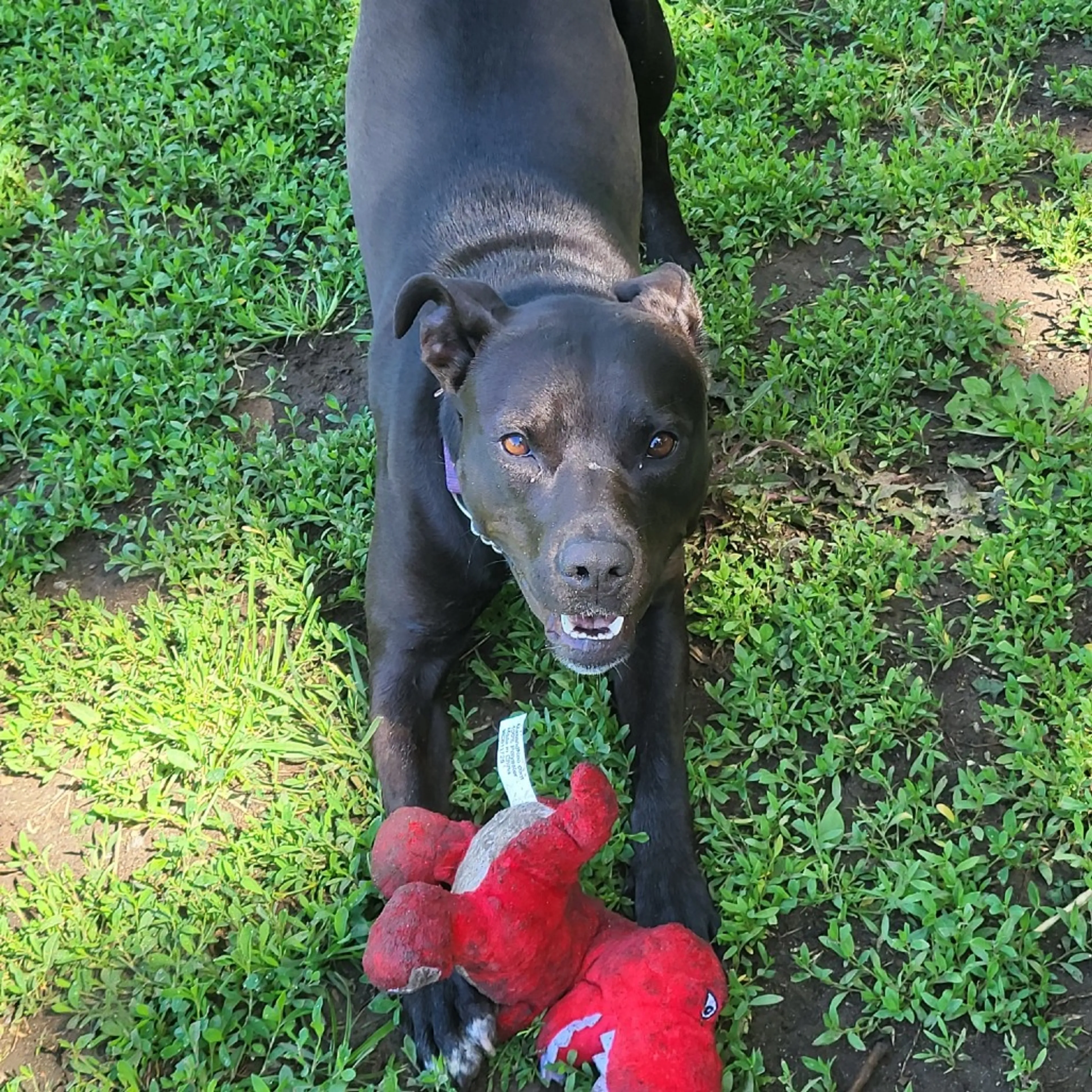 Found pet-5
