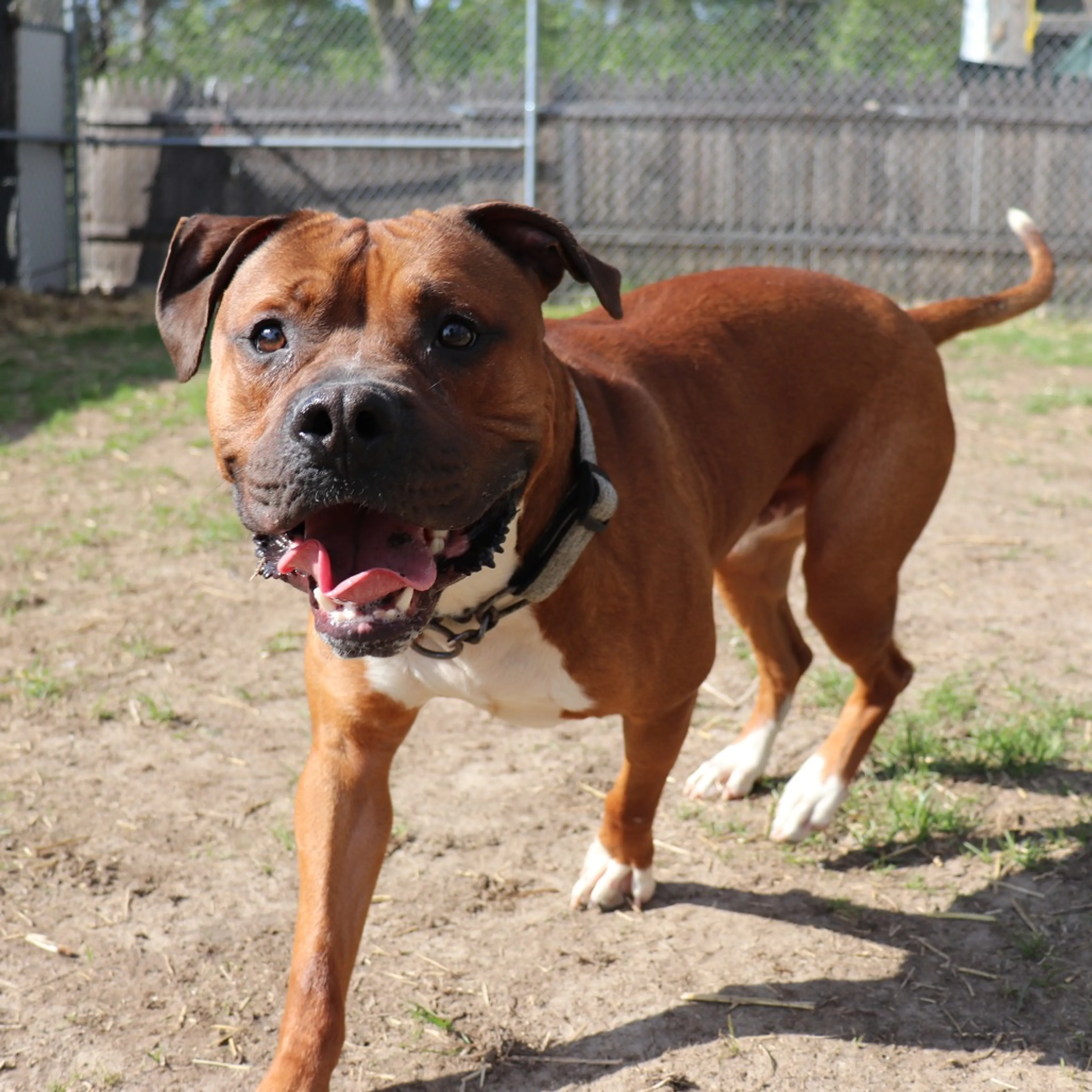 Found pet-0