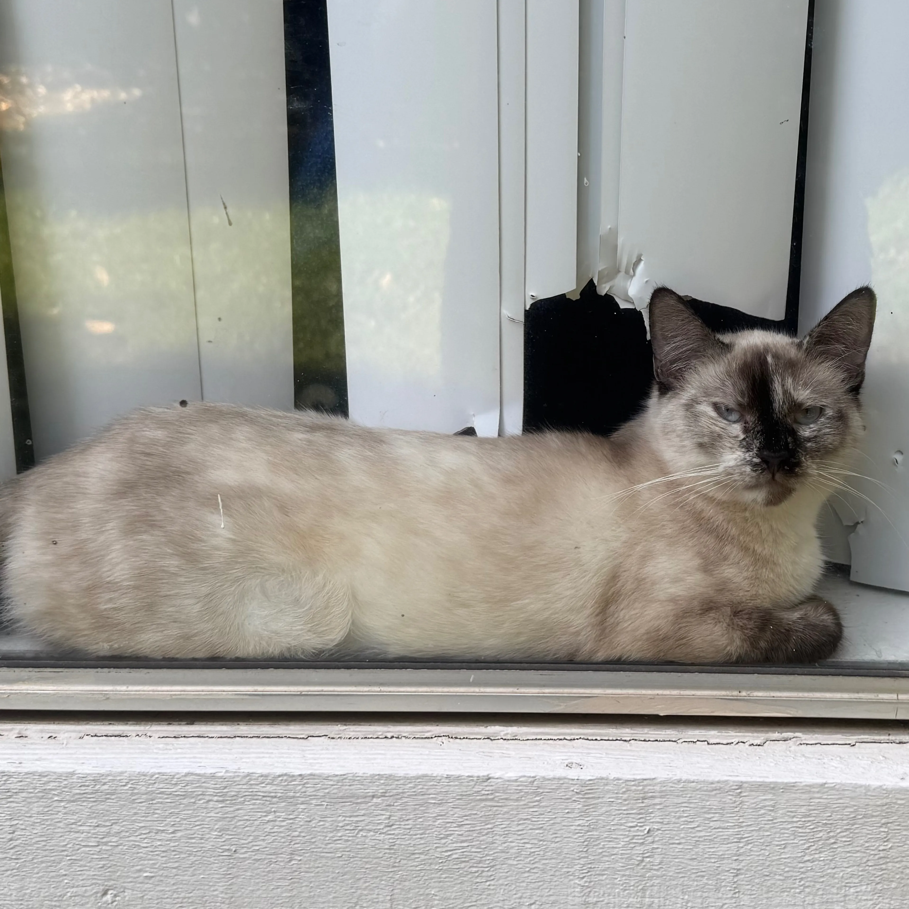 Lost pet-1