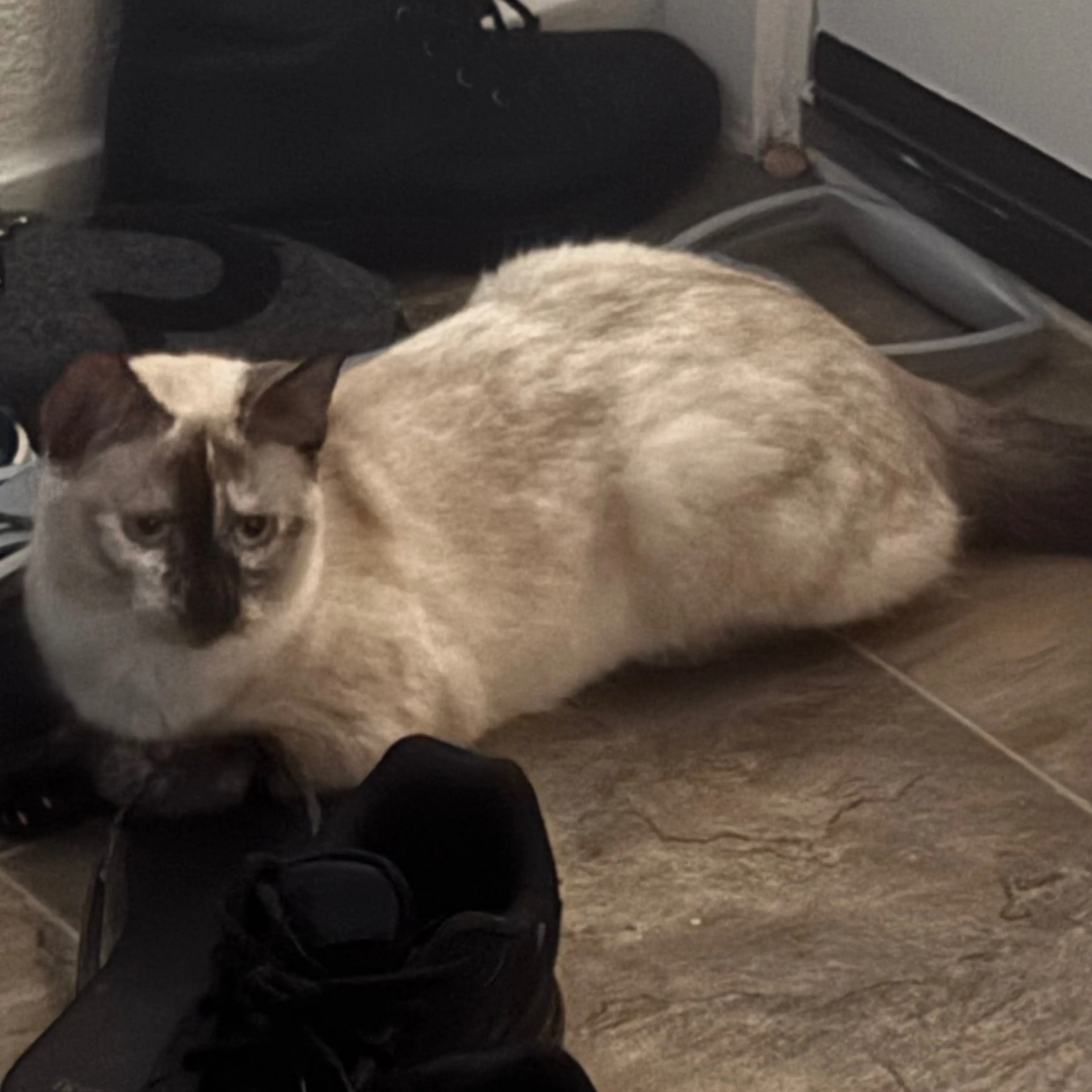 Lost pet-3