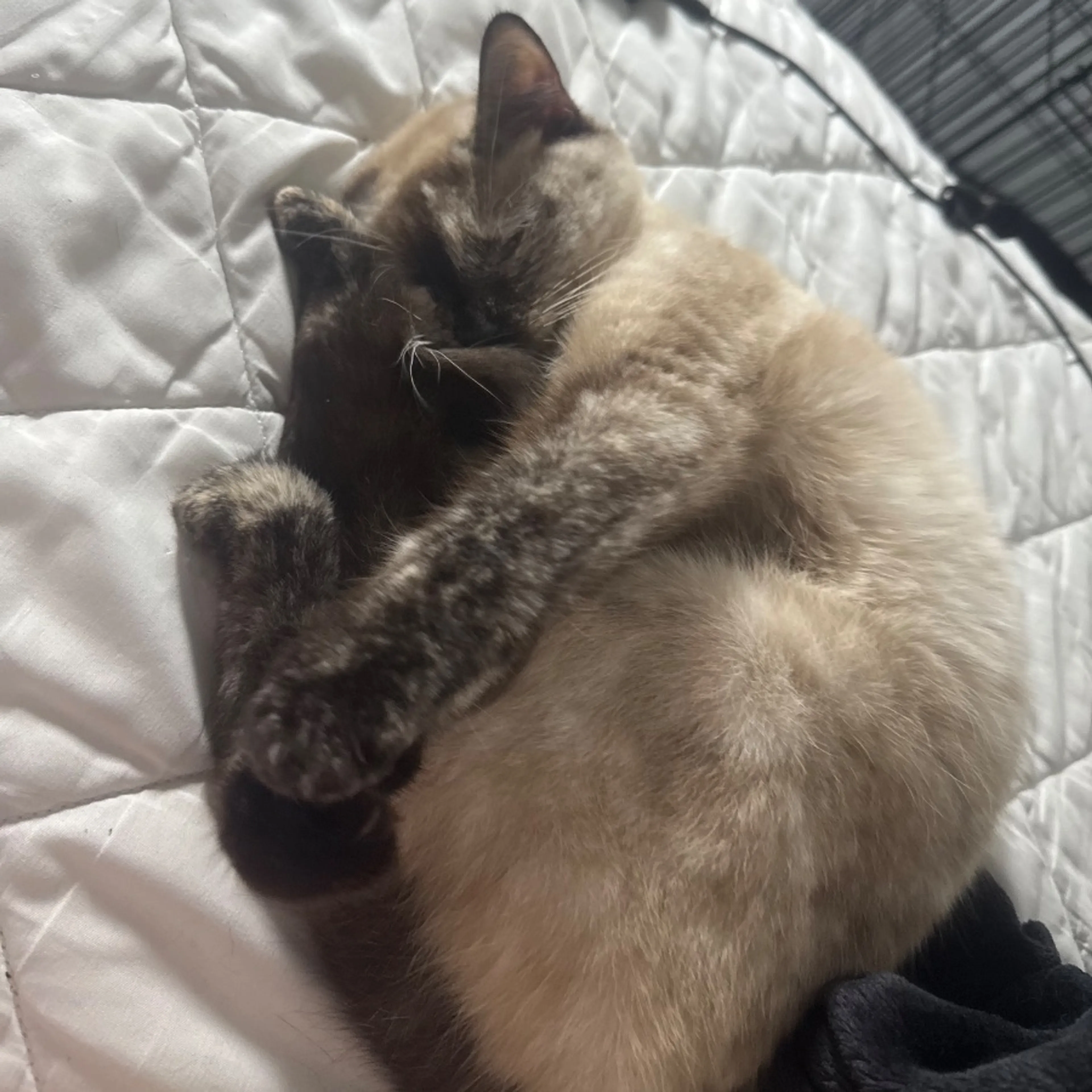 Lost pet-0