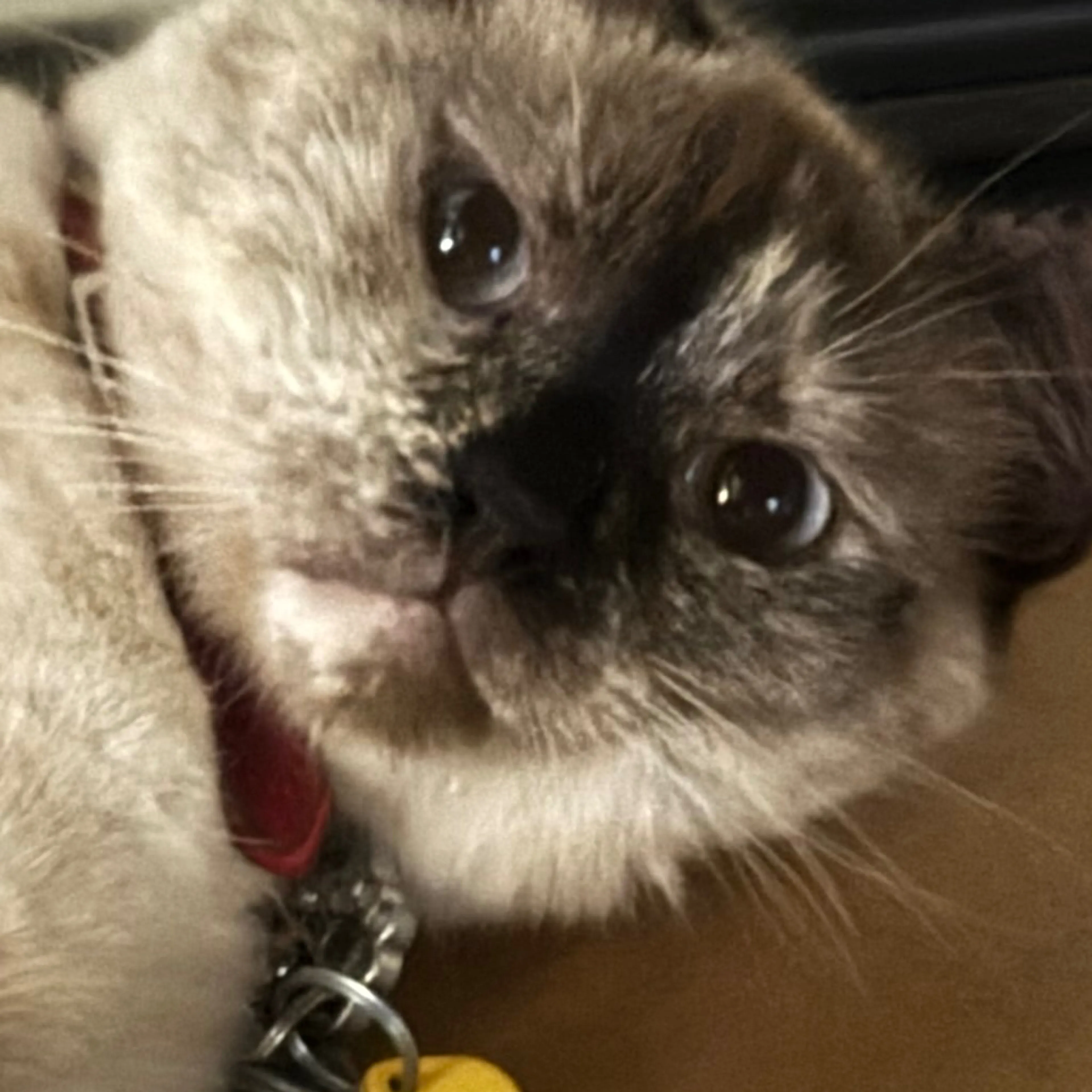 Lost pet-2