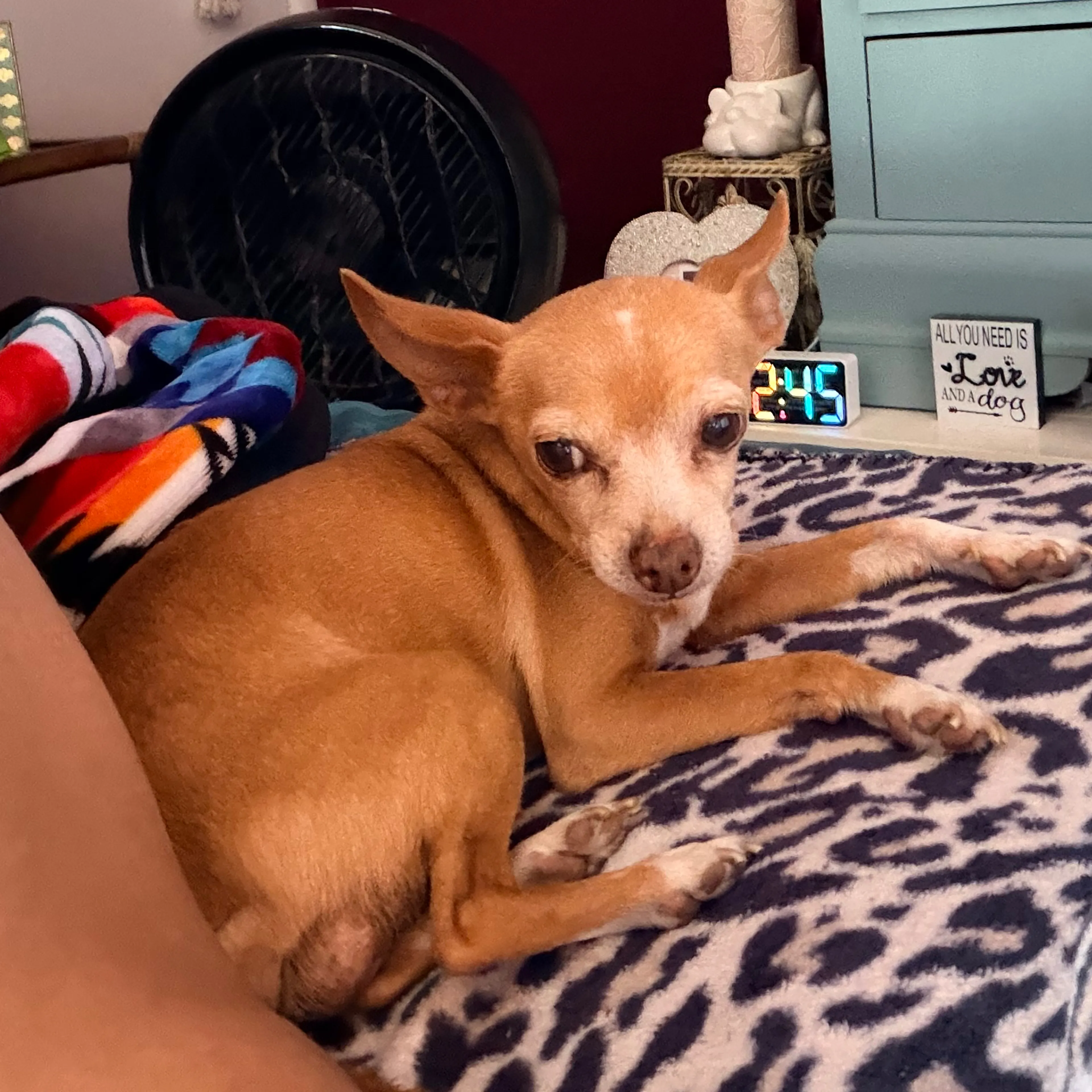 Lost pet-1