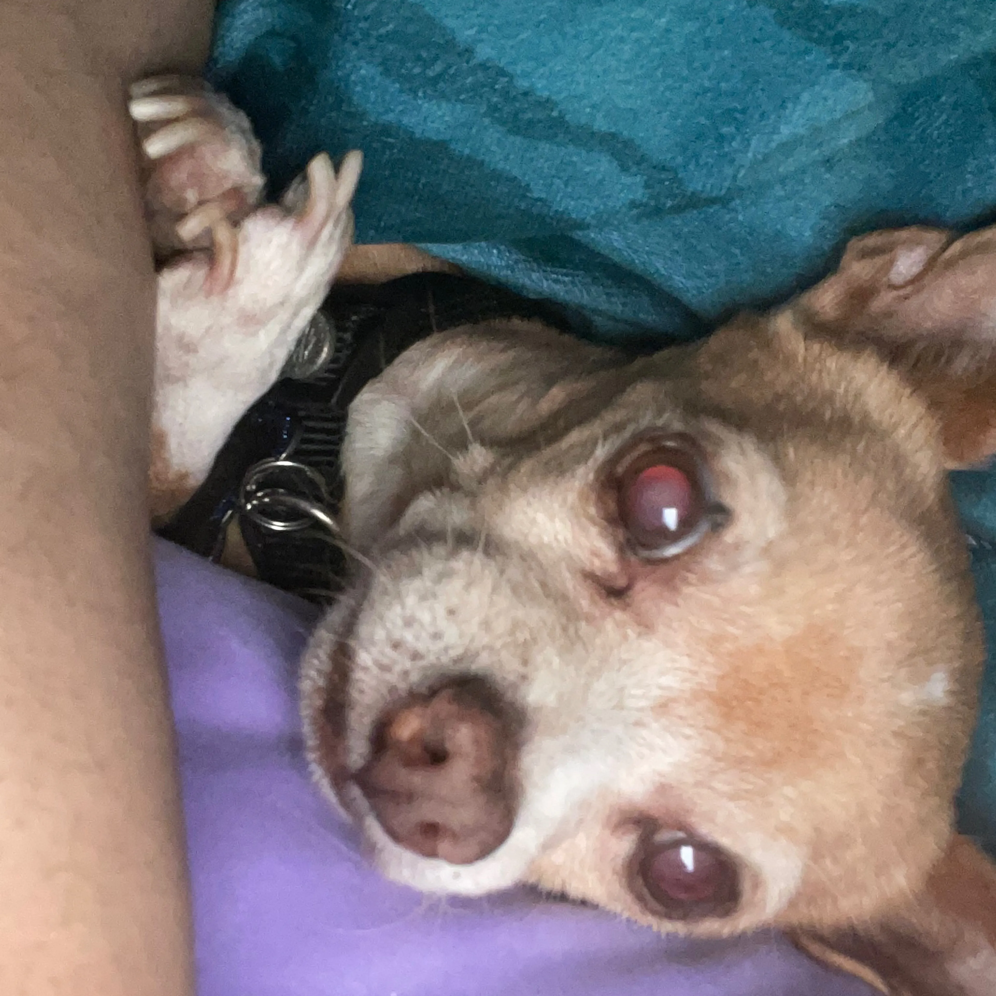 Lost pet-2