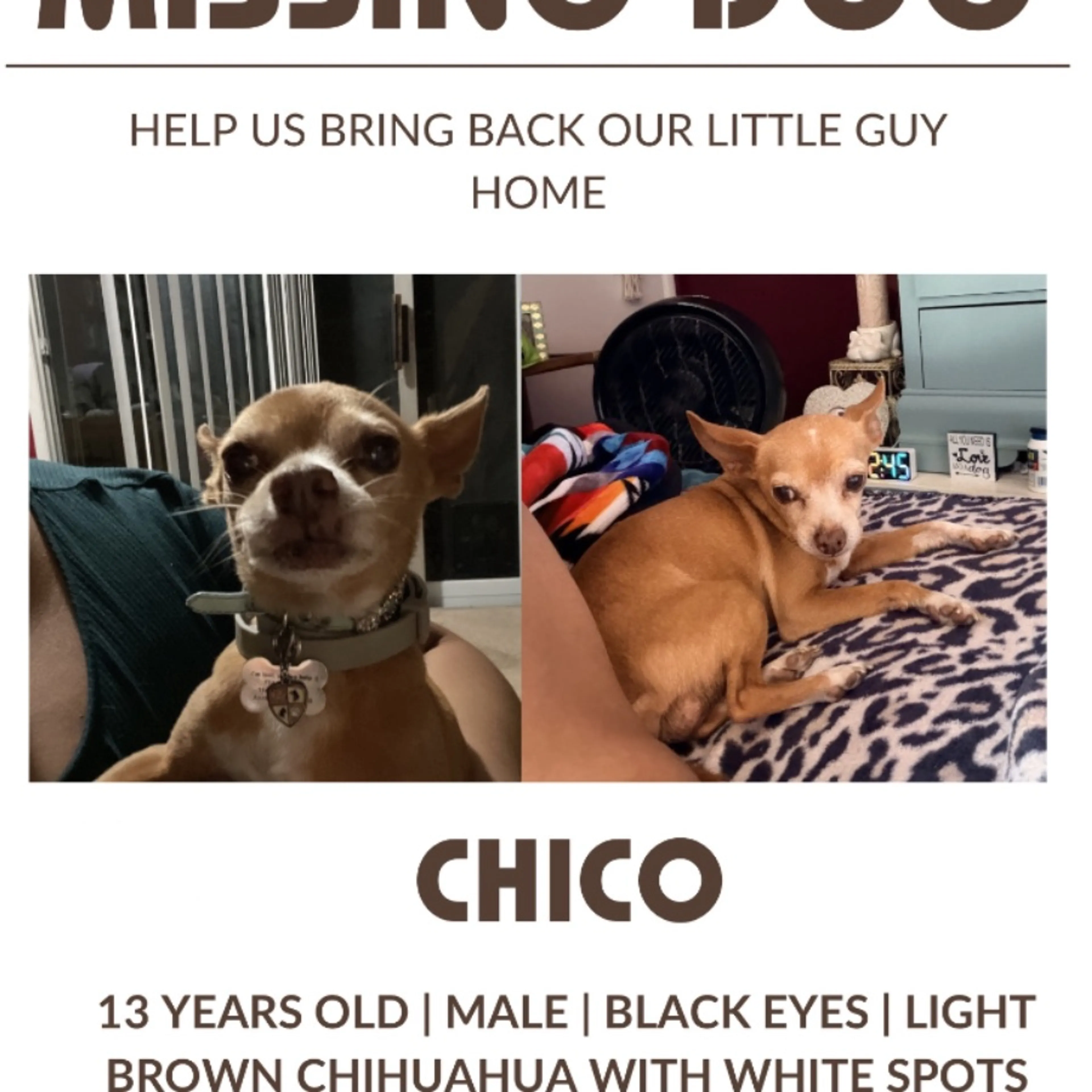 Lost pet-0