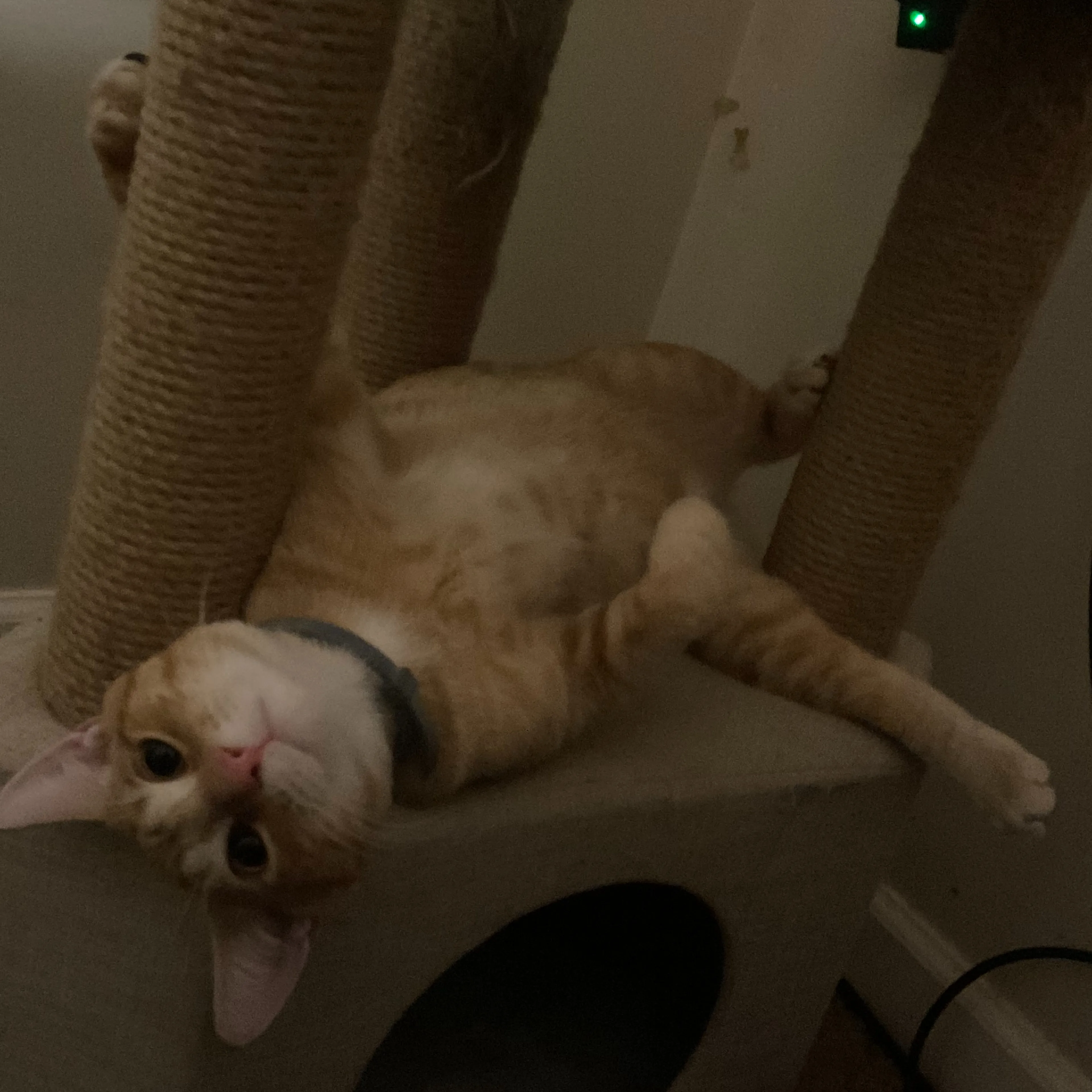 Lost pet-1