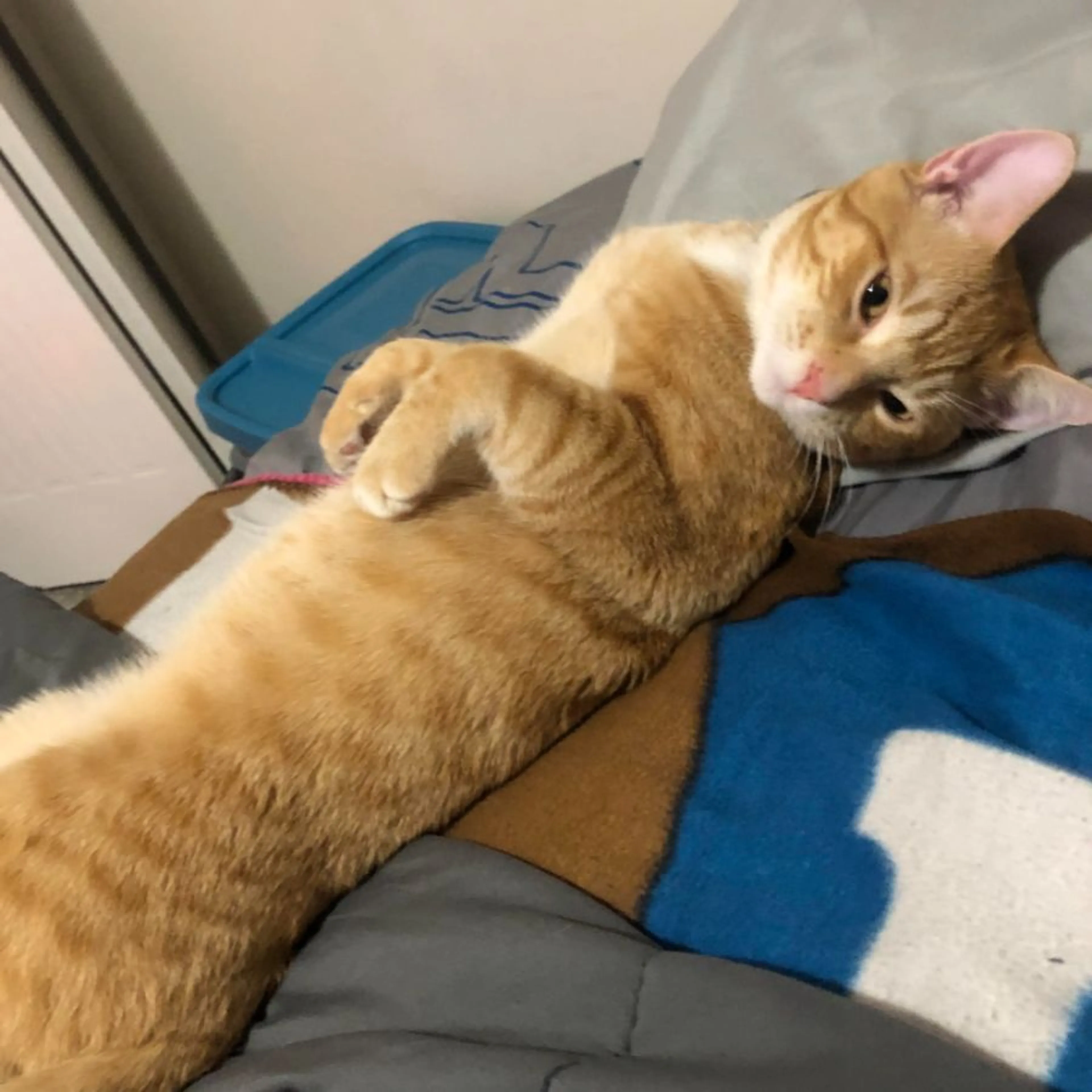 Lost pet-0