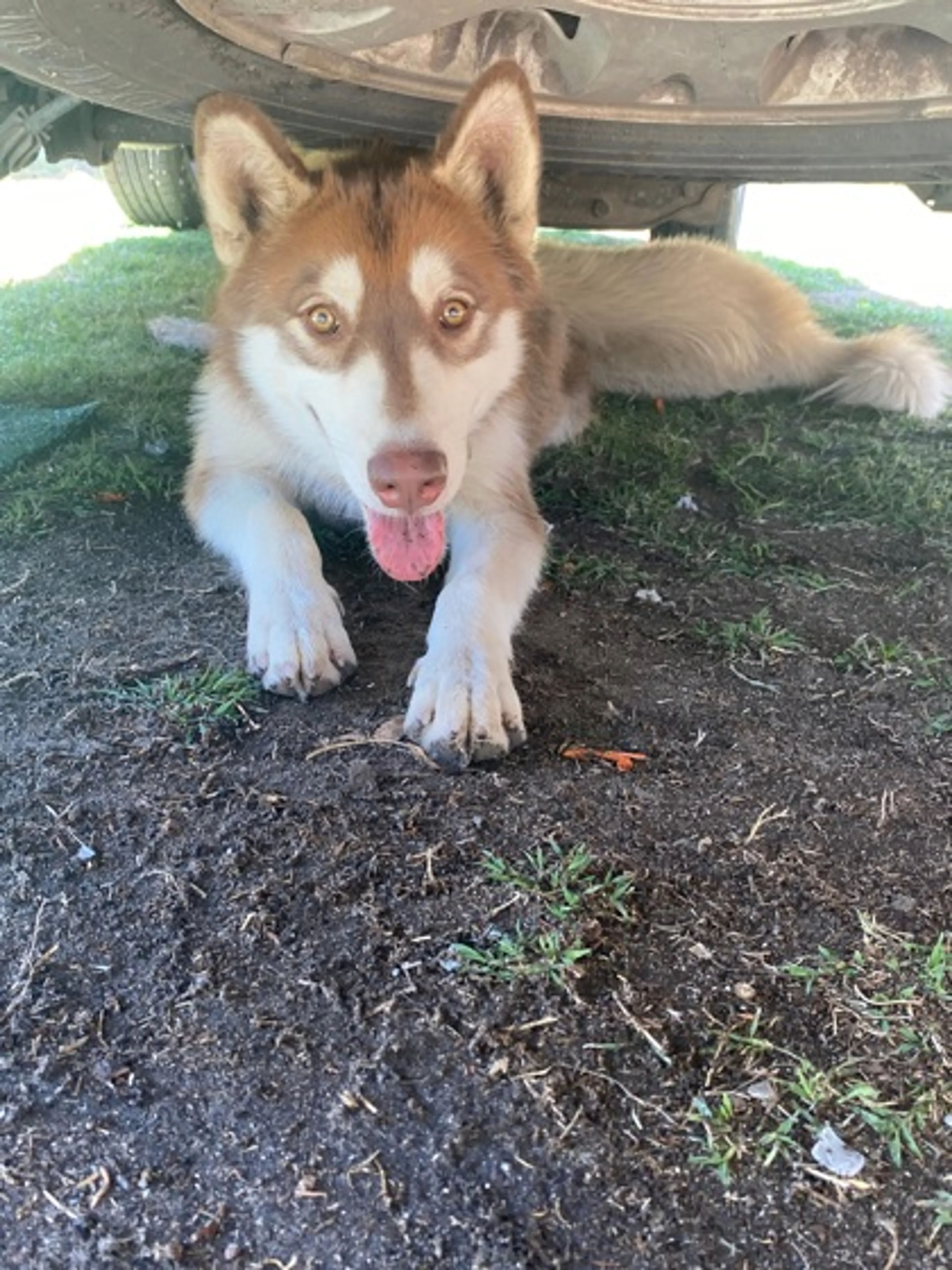 Found pet