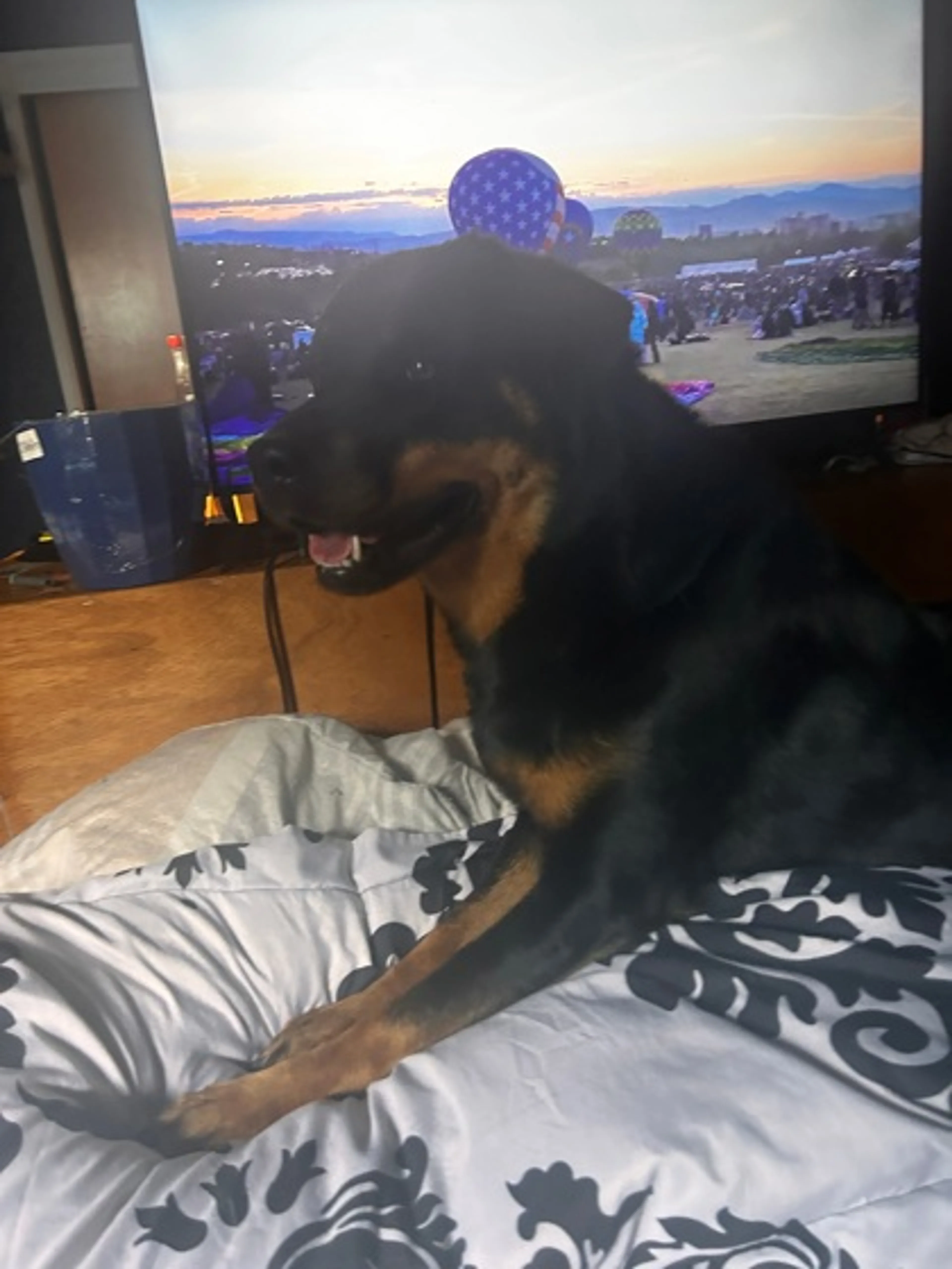 Found pet