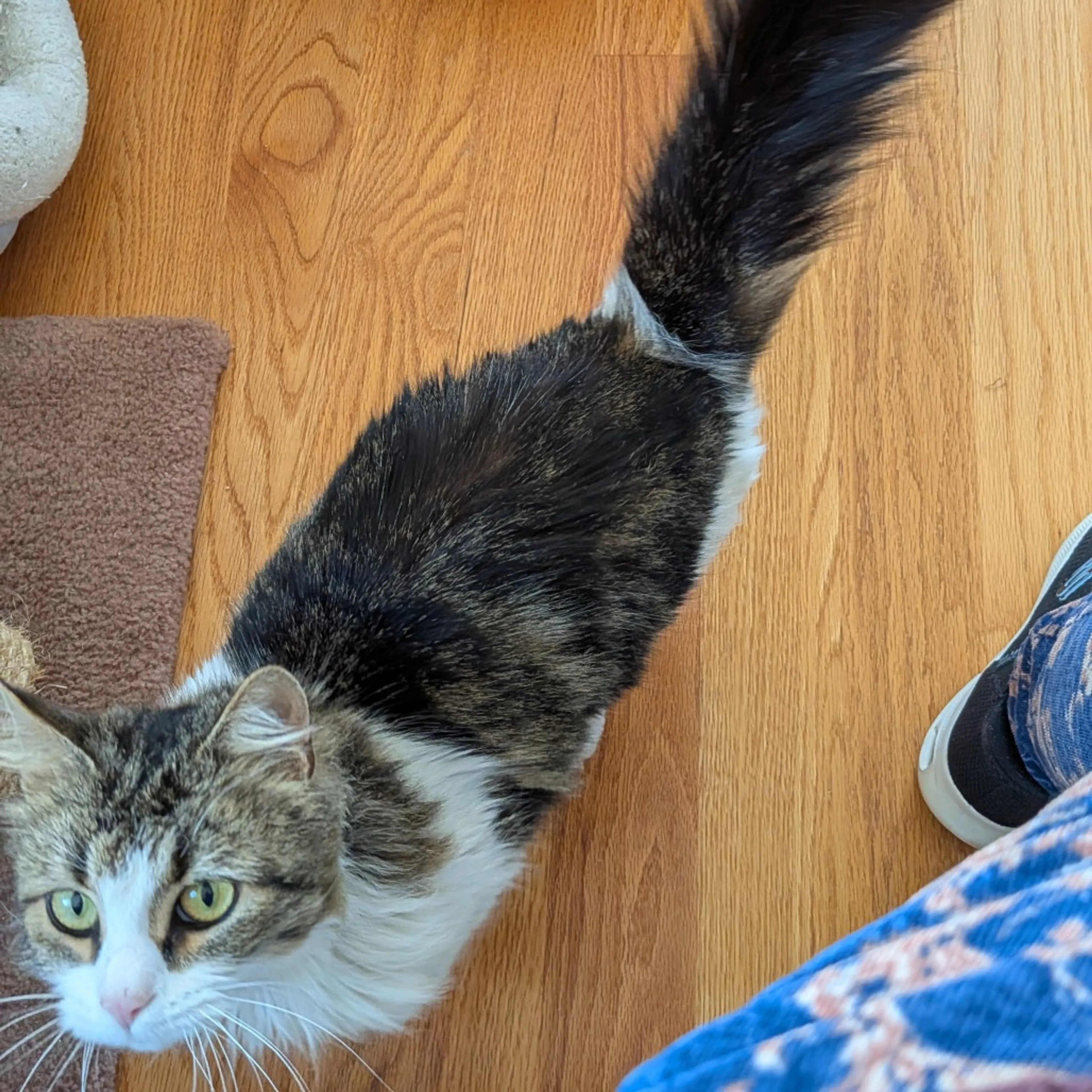 Found pet-3