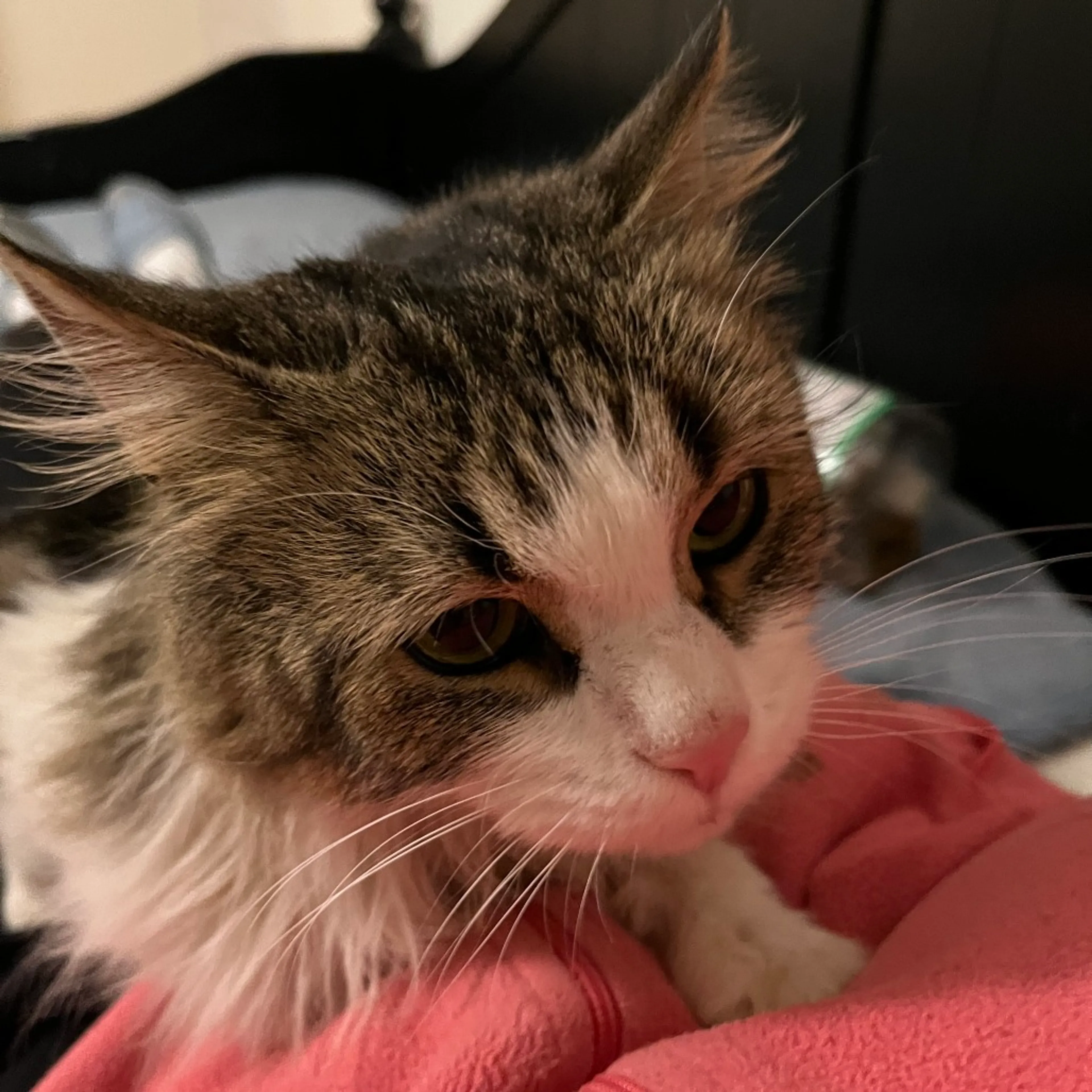 Found pet-2