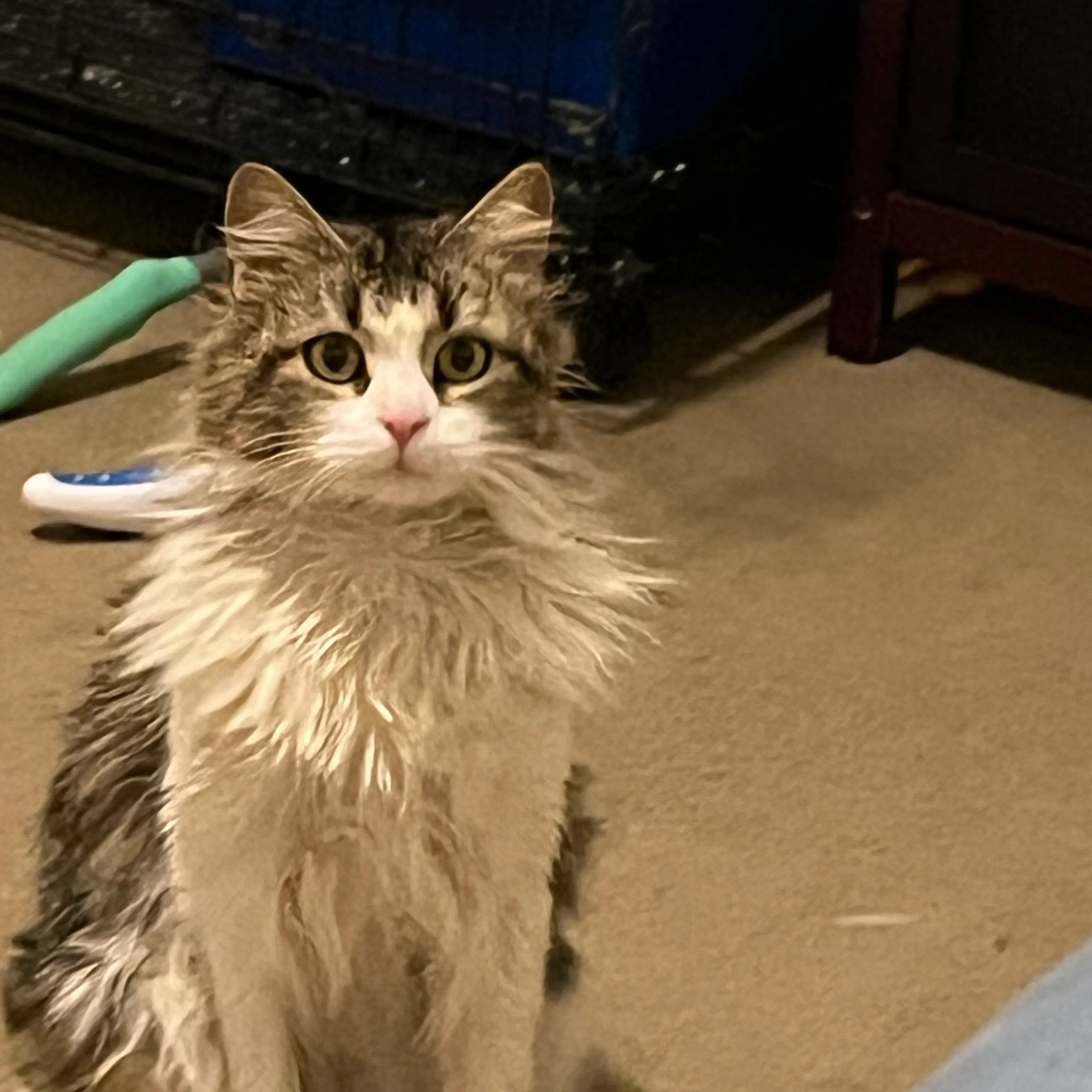 Found pet-1