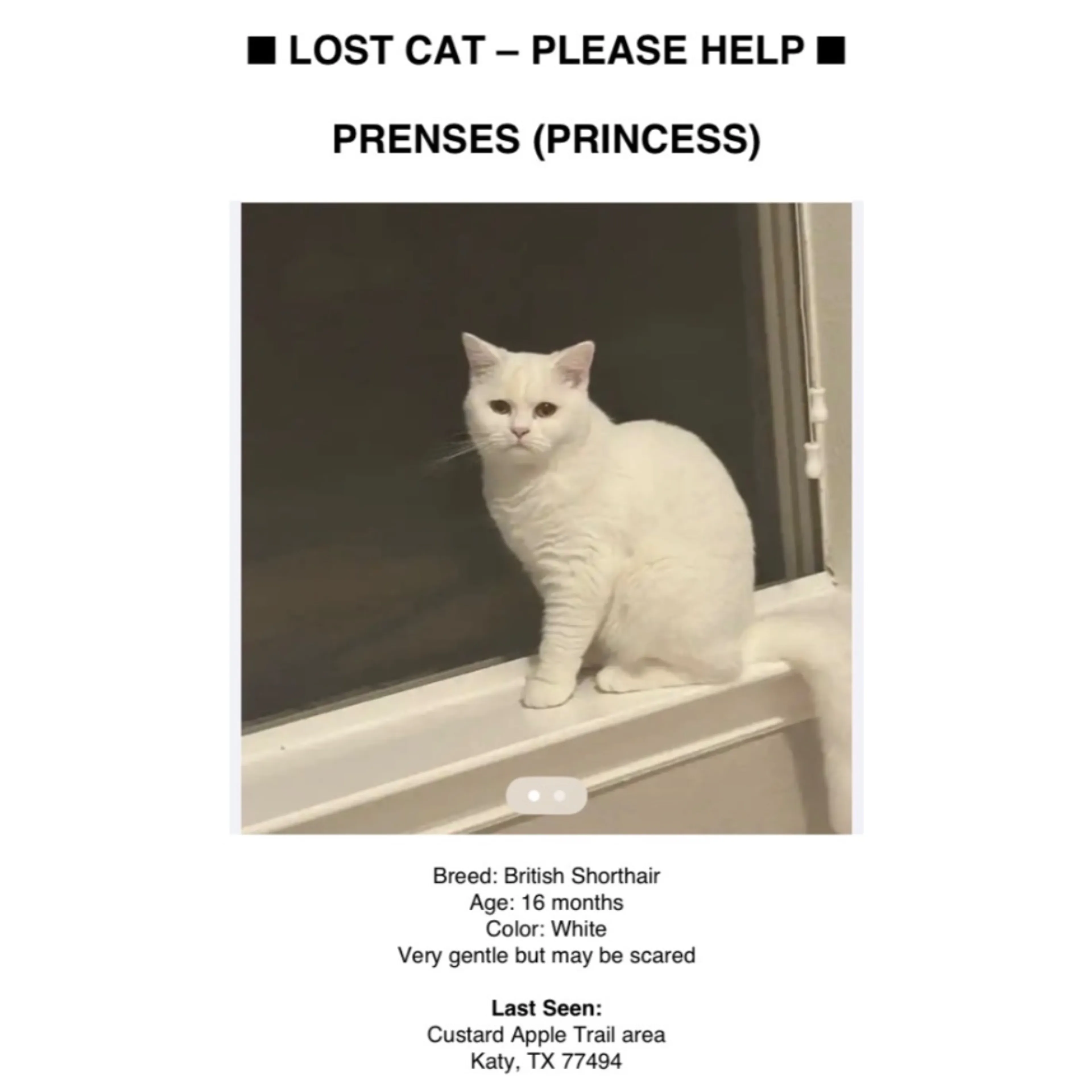 Lost pet