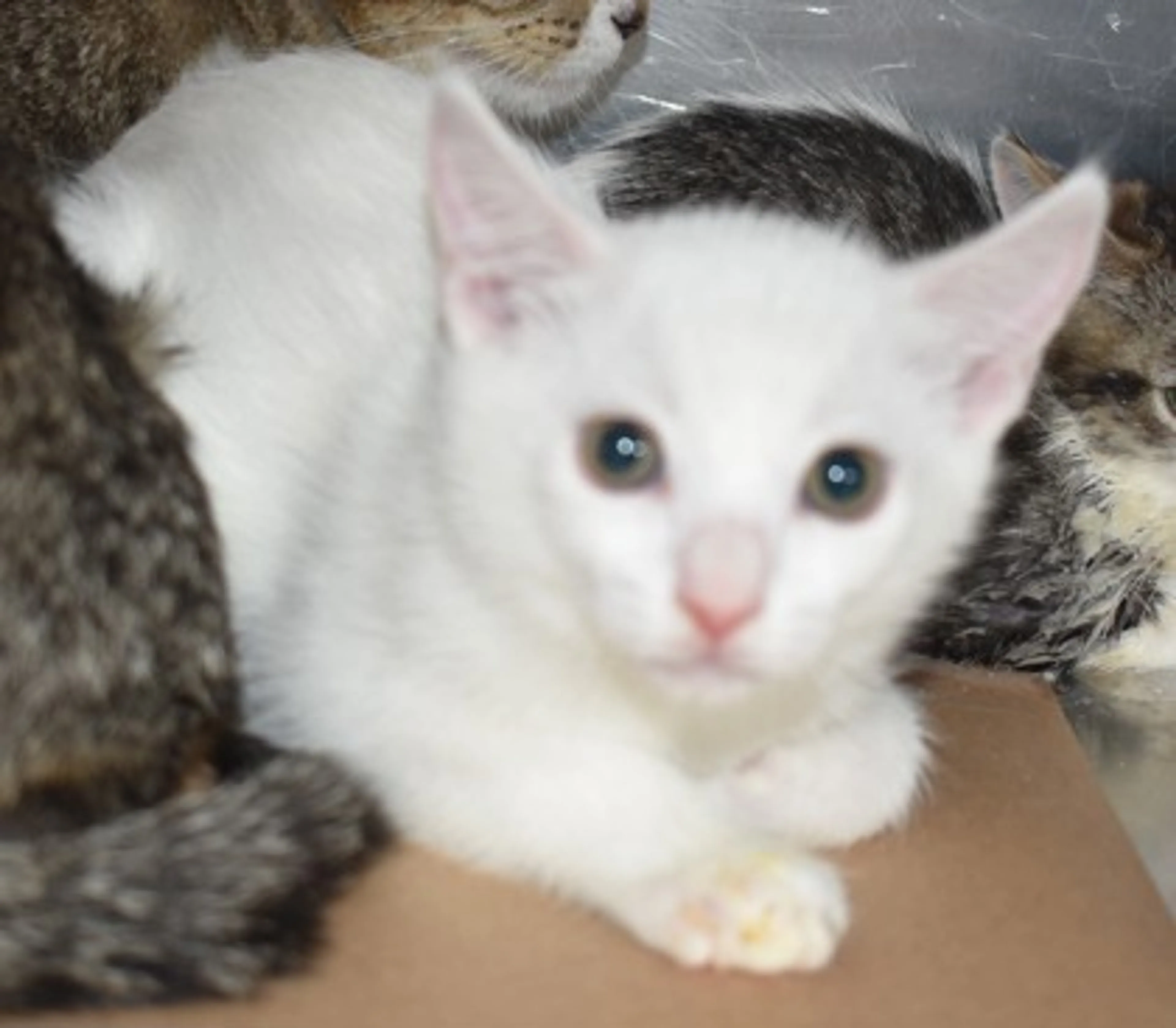 Found pet