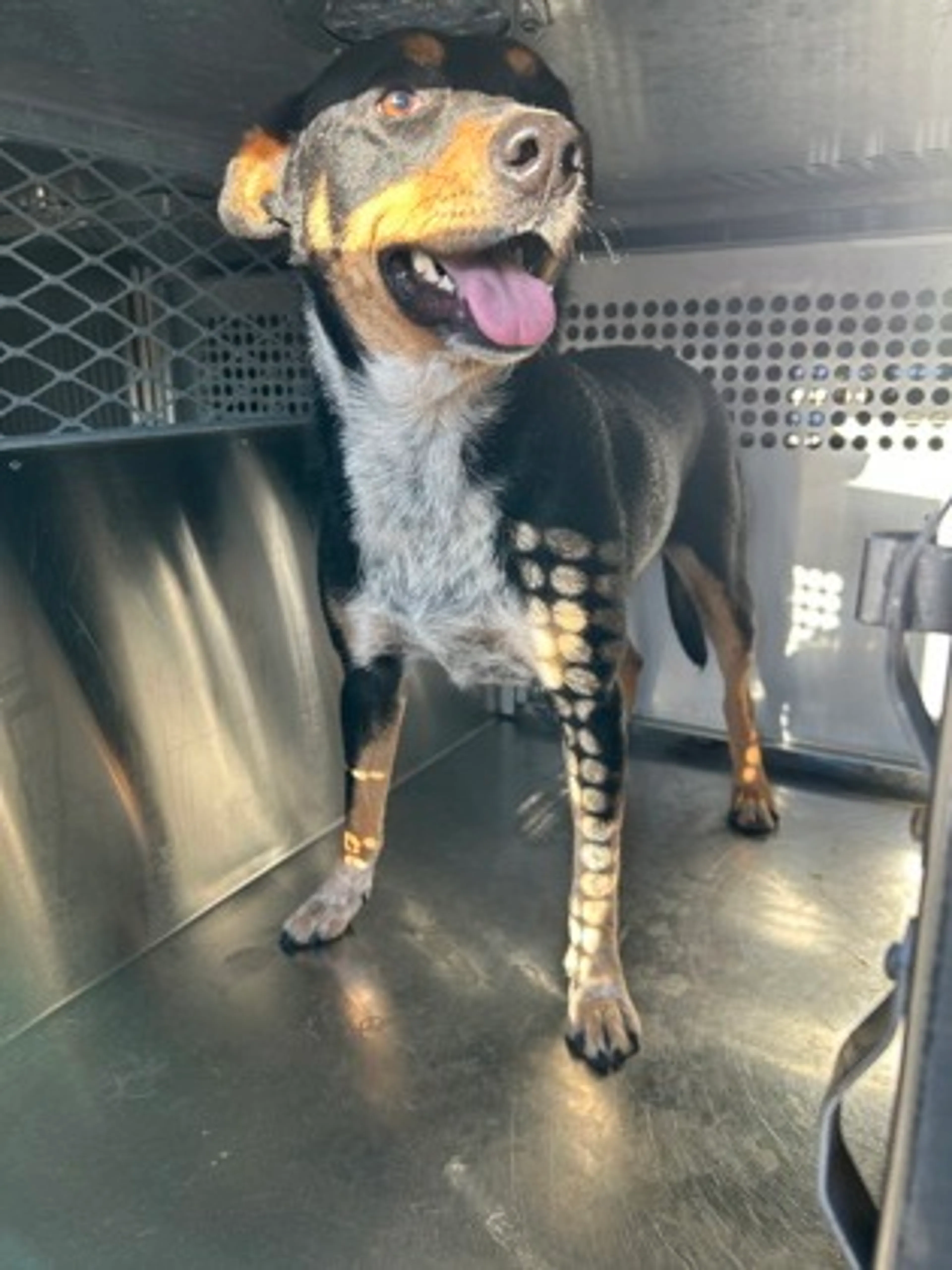 Found pet