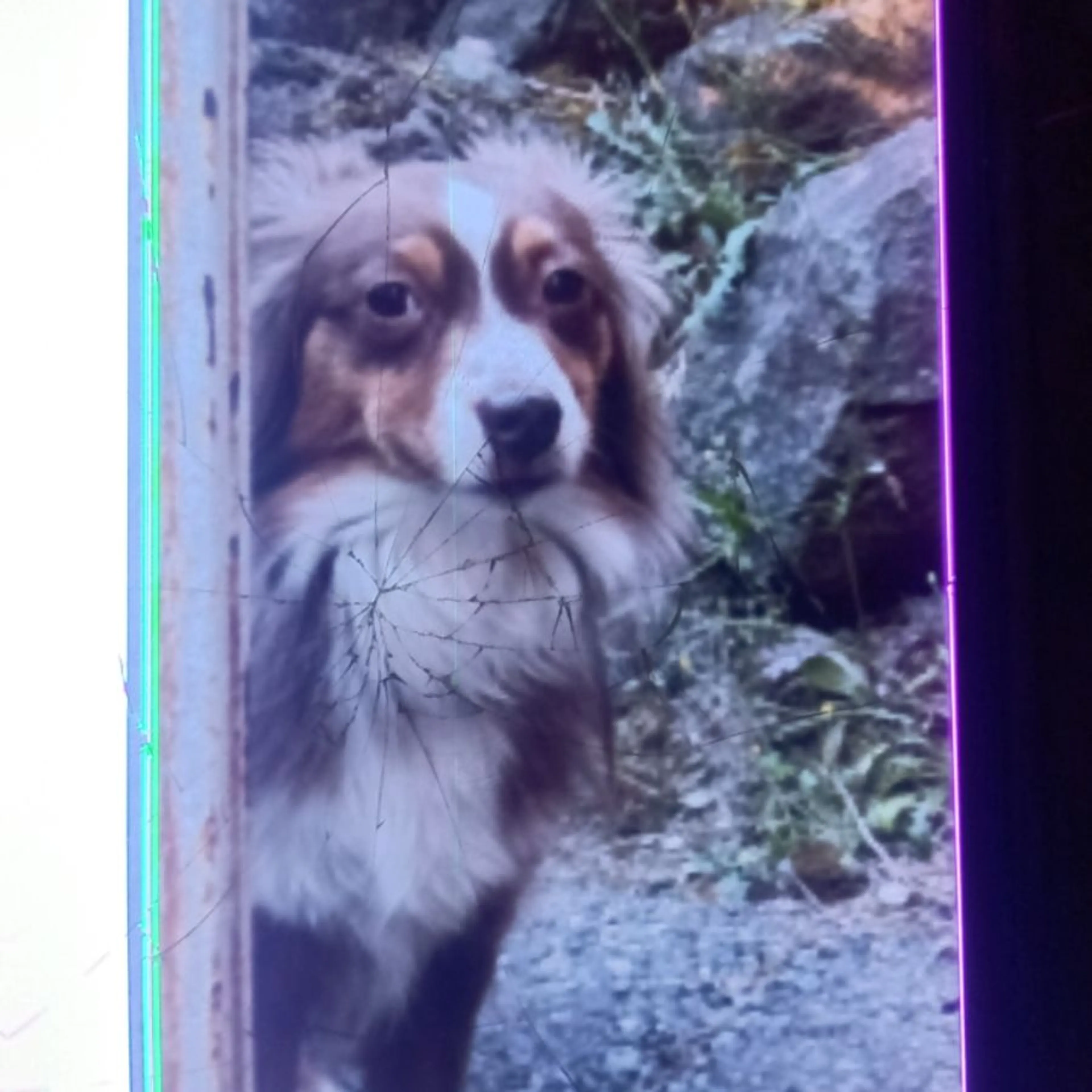 Lost pet