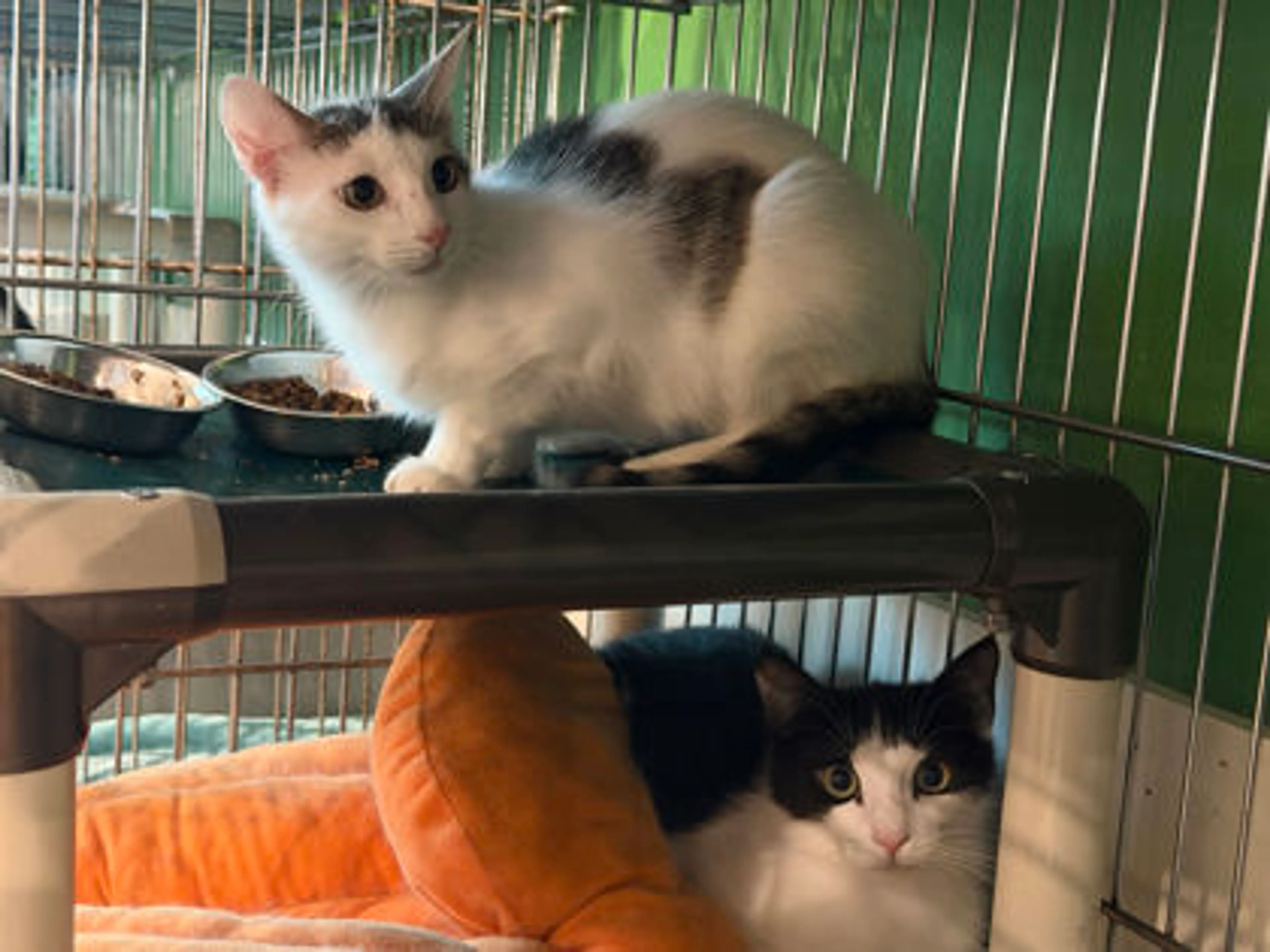 Found pet-1