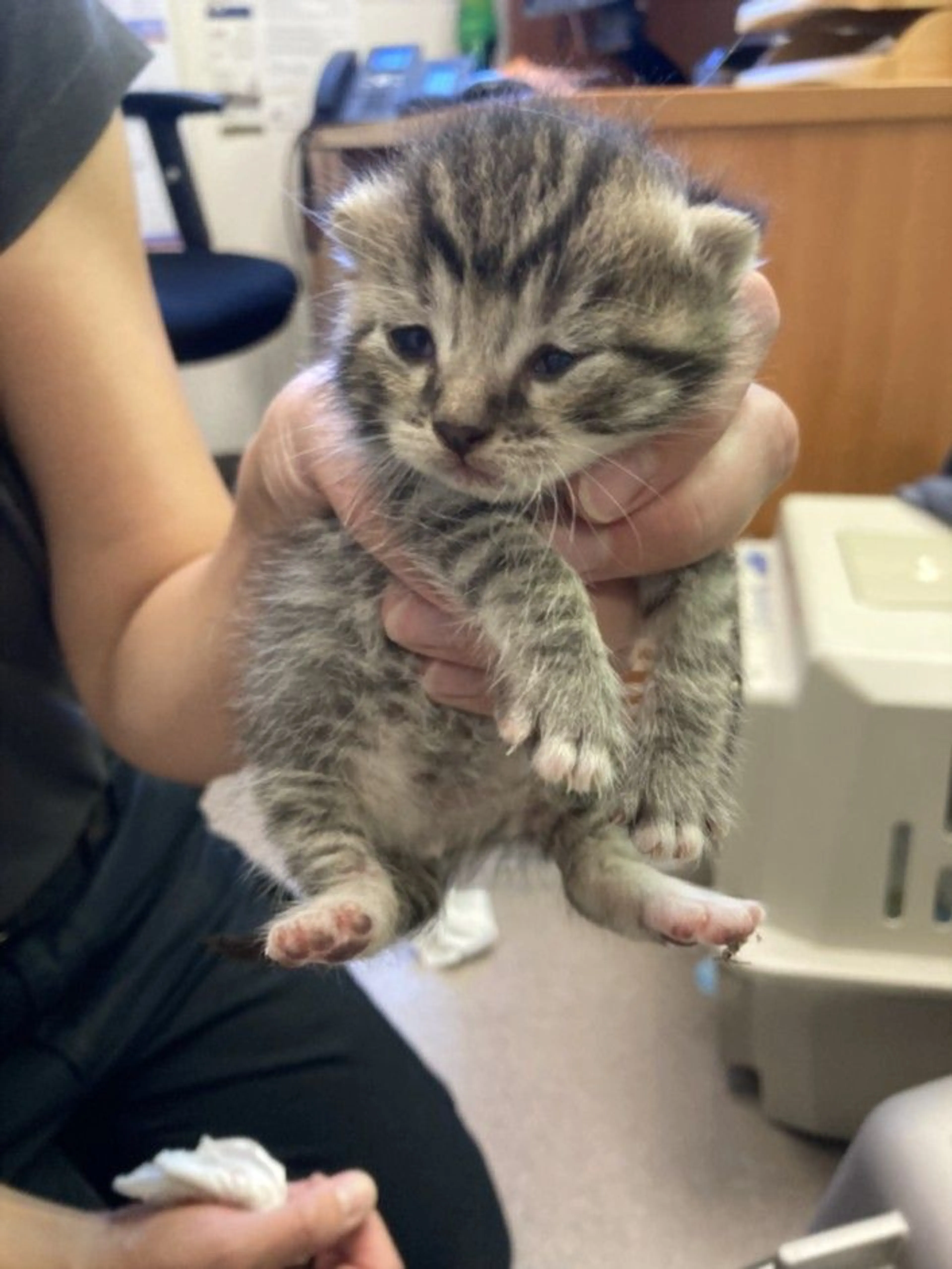 Found pet