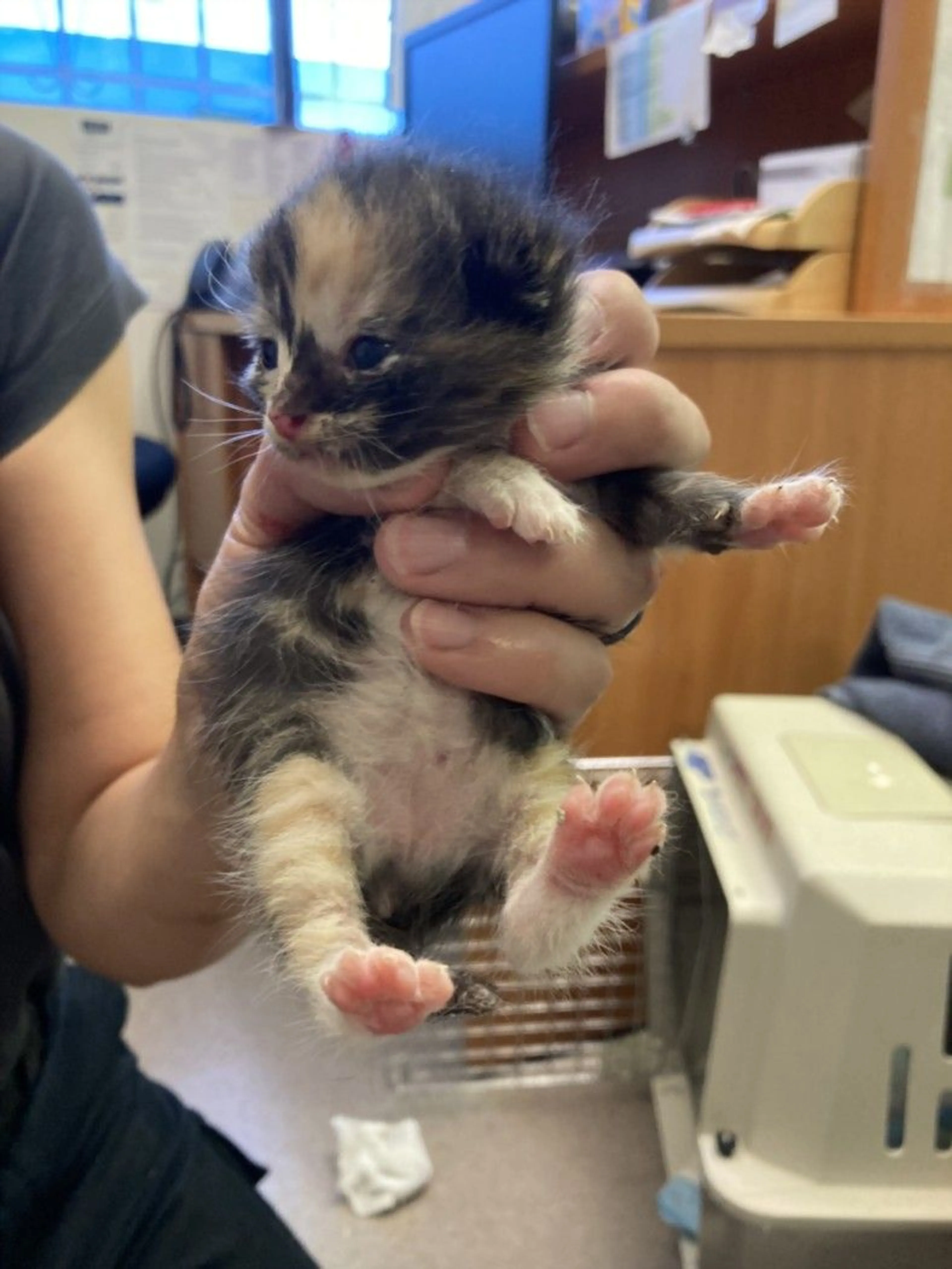 Found pet