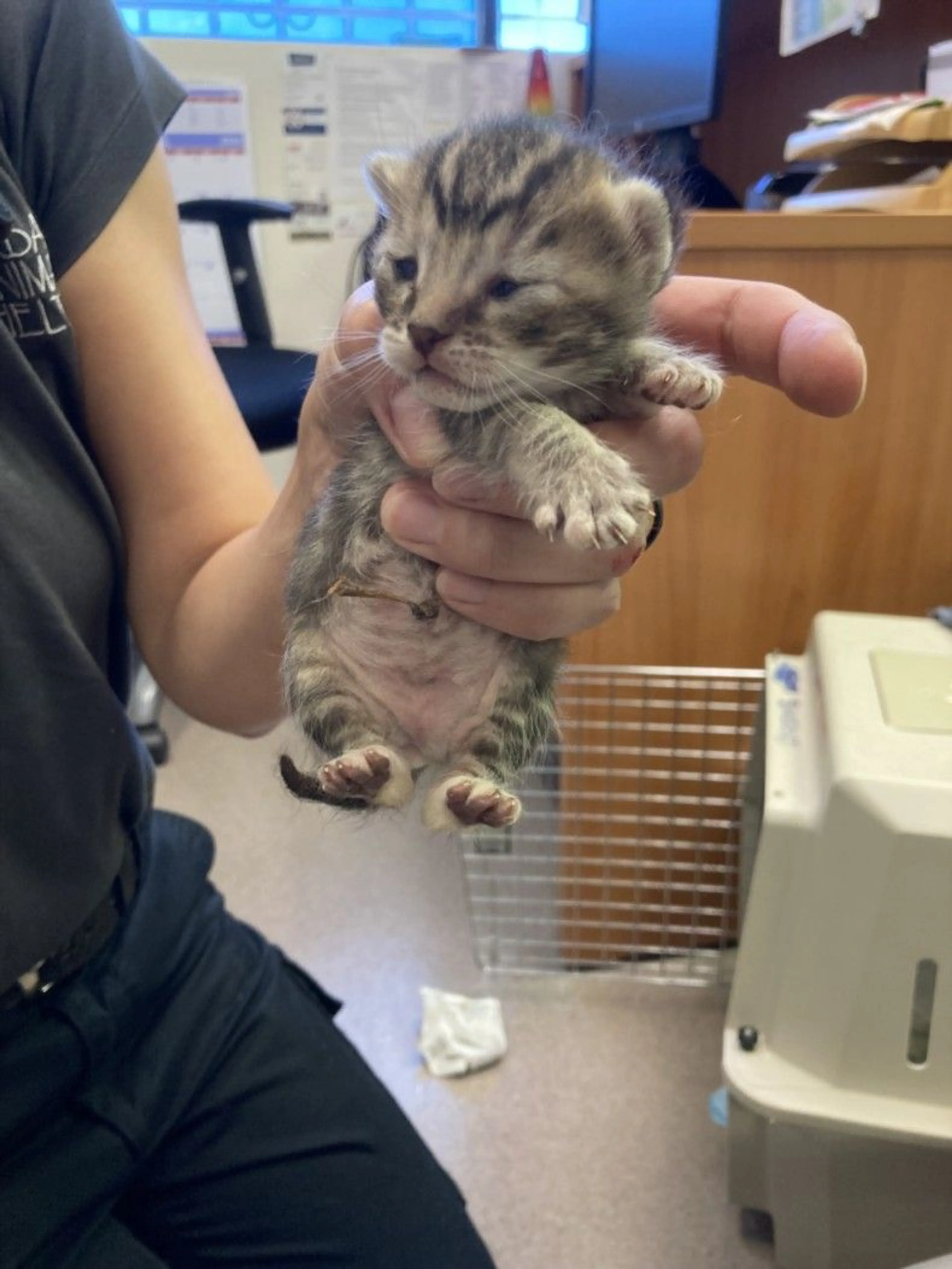 Found pet