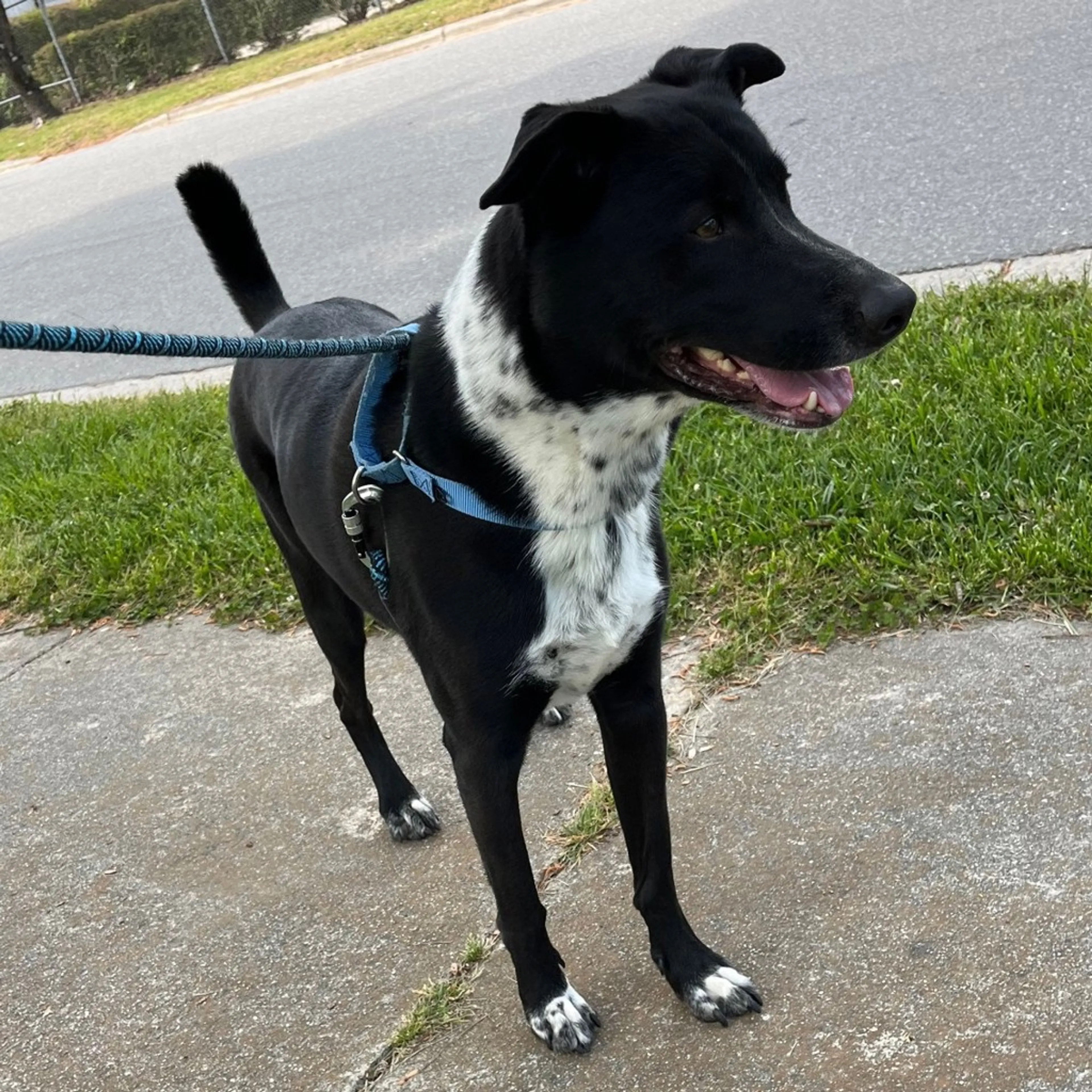 Found pet-2