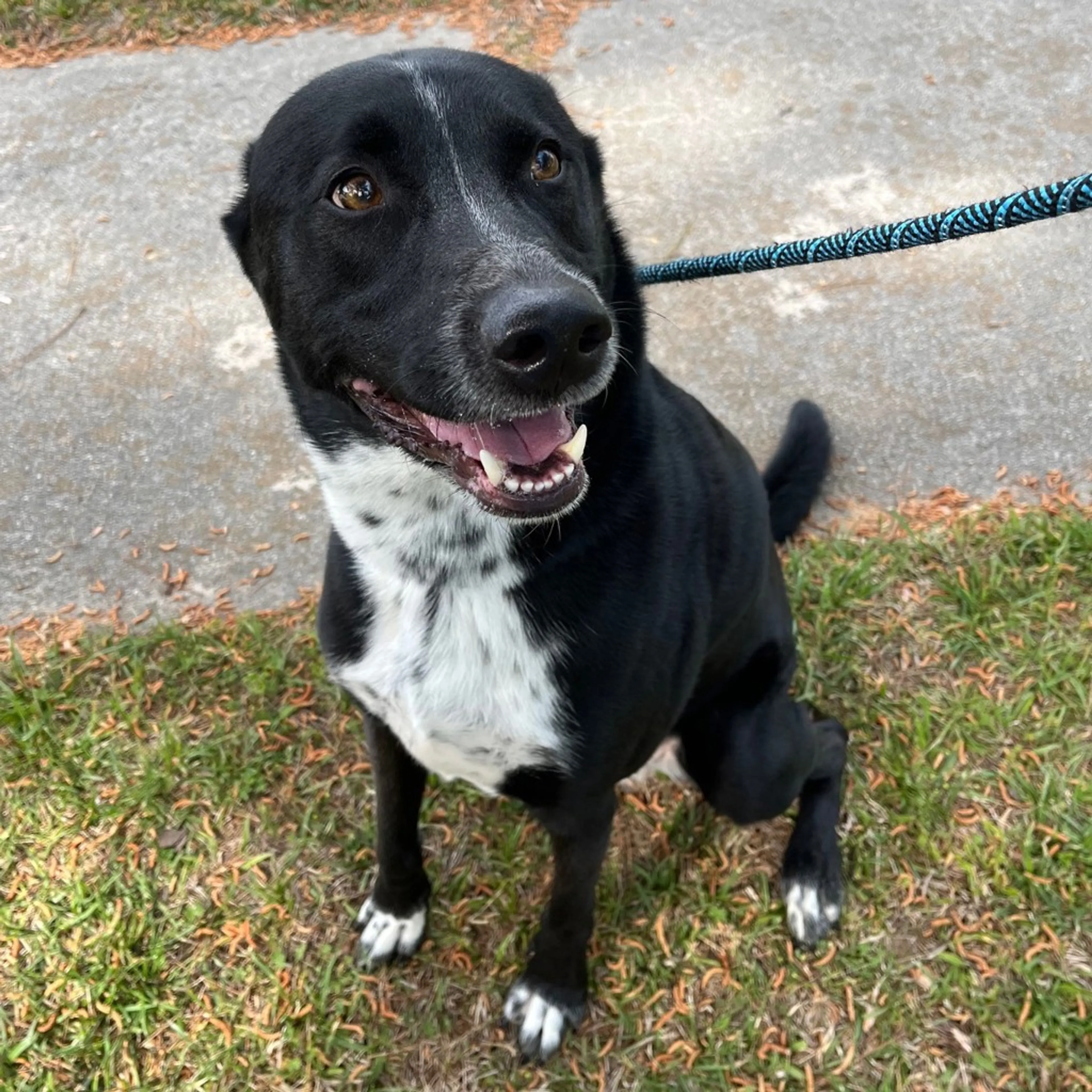 Found pet-1