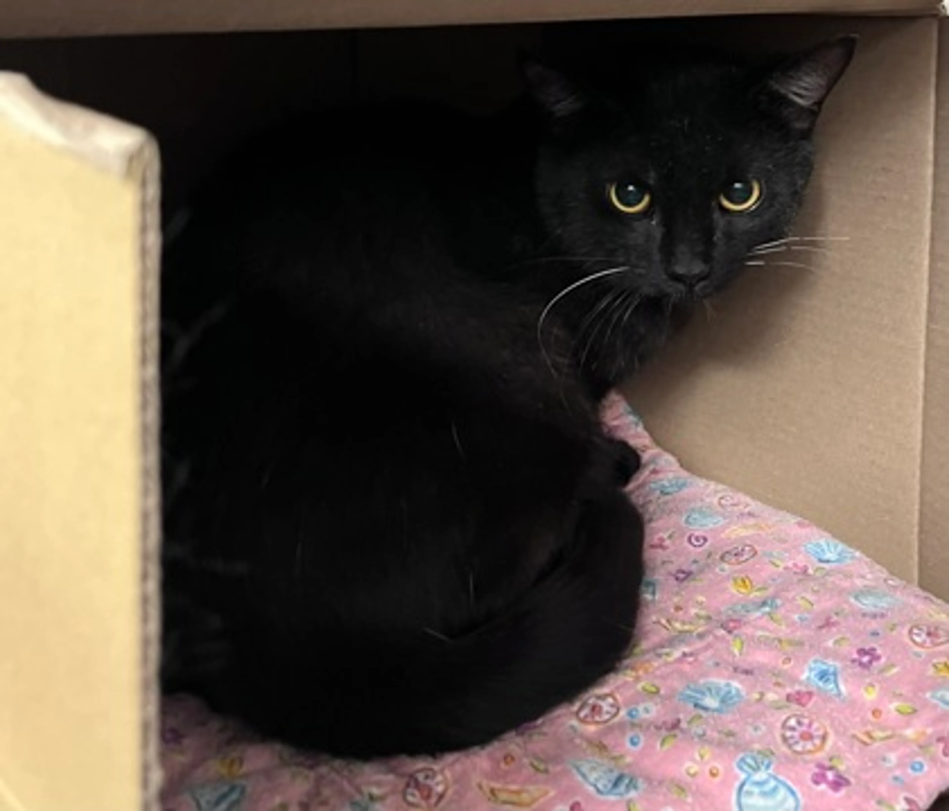 Found pet