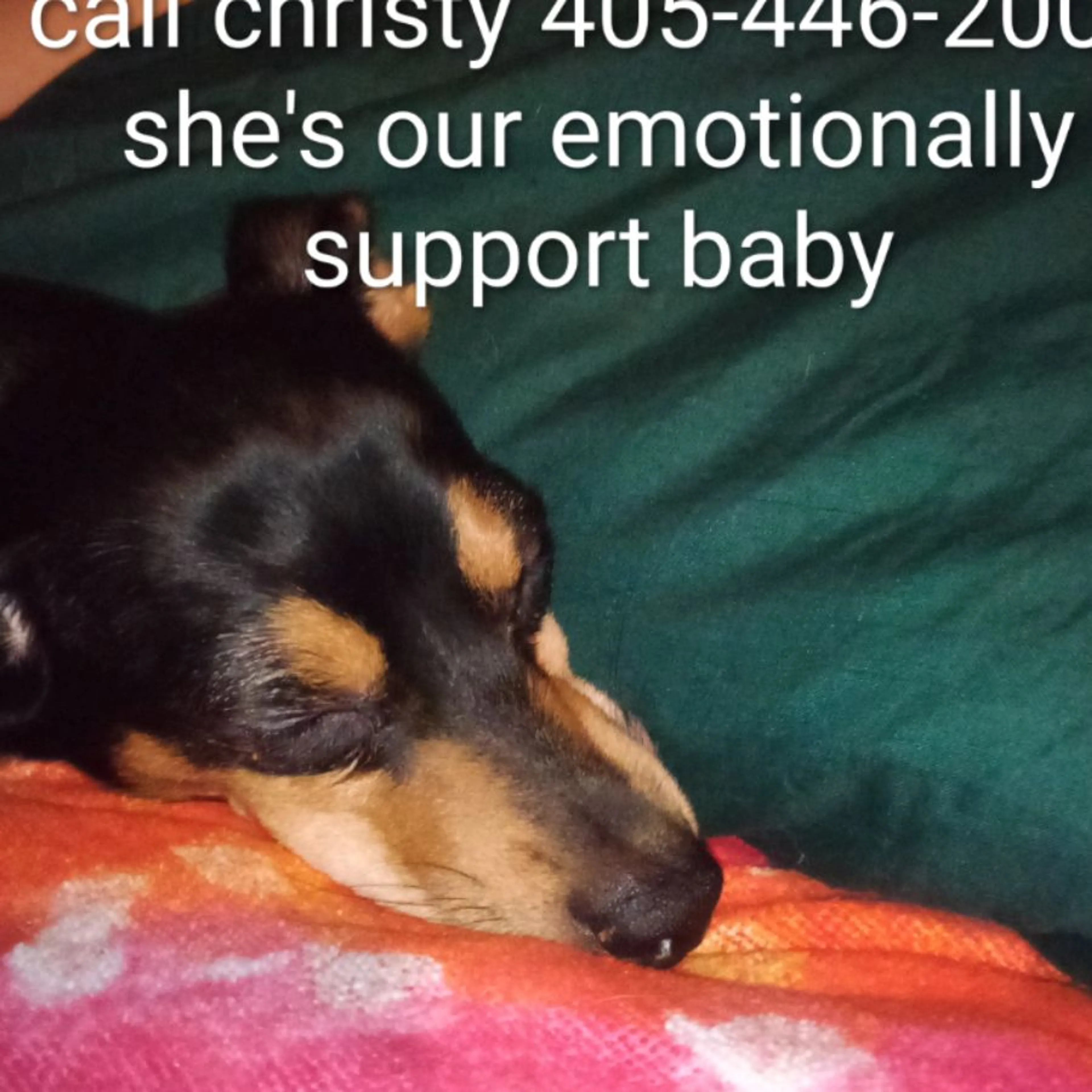 Lost pet