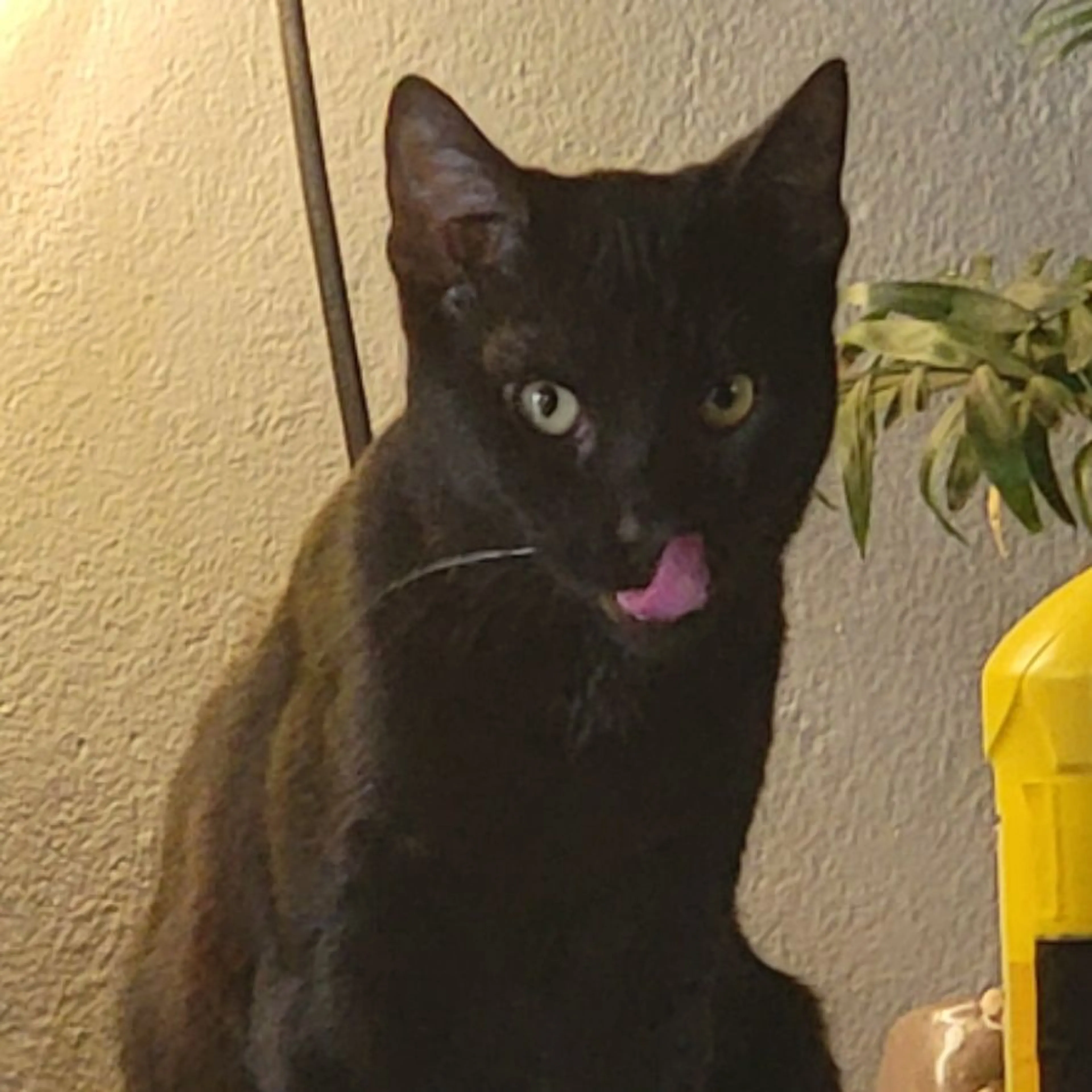 Lost pet