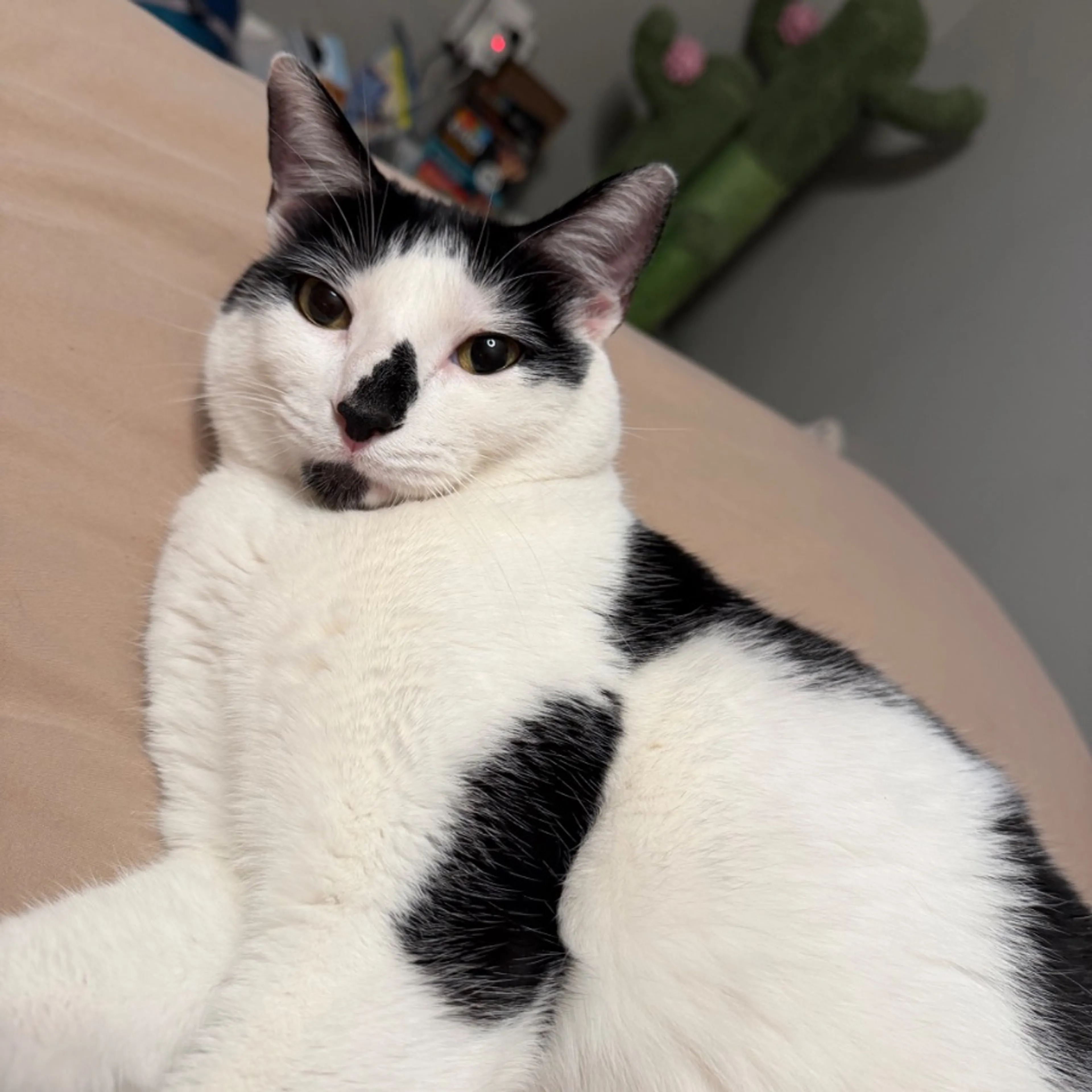 Lost pet