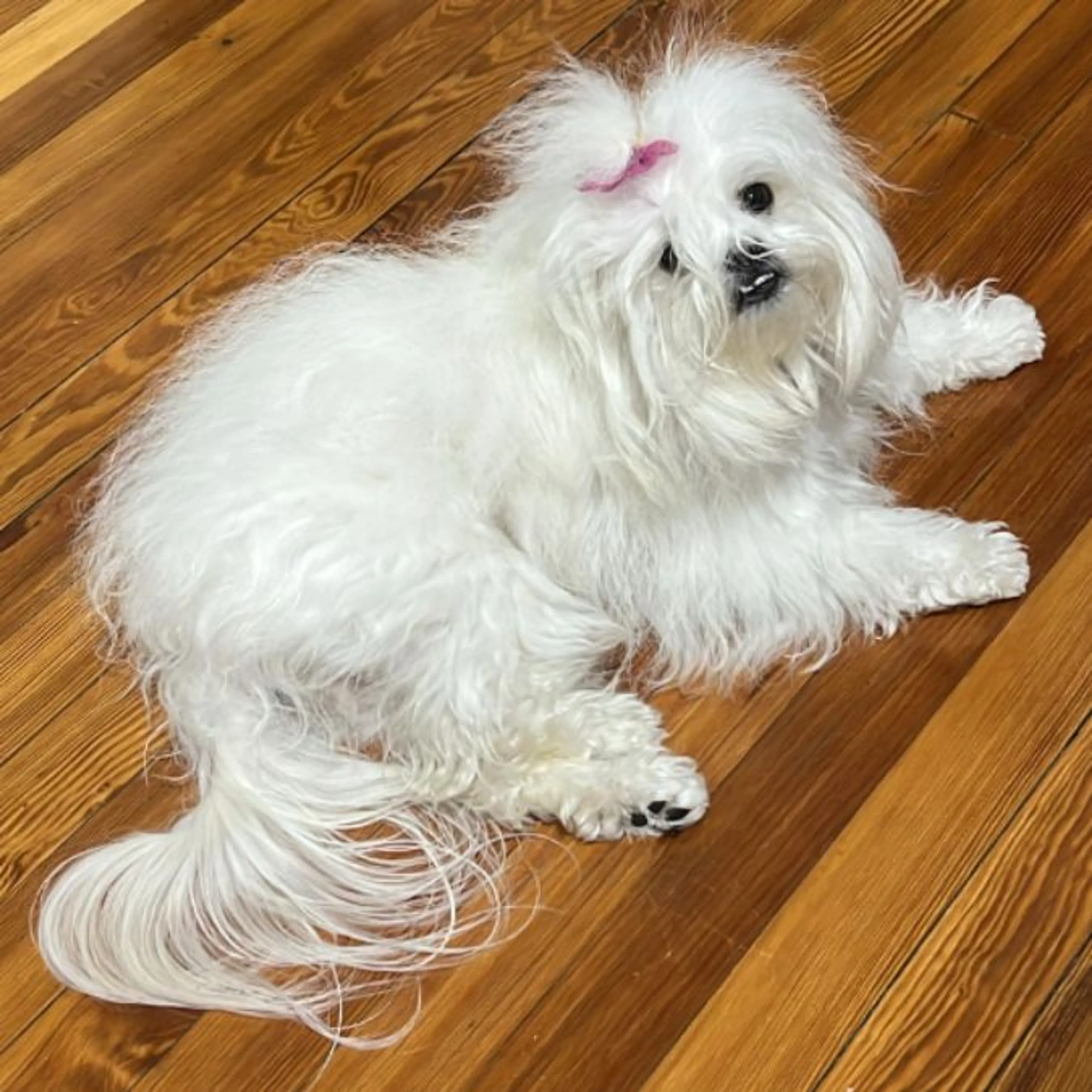 Lost pet