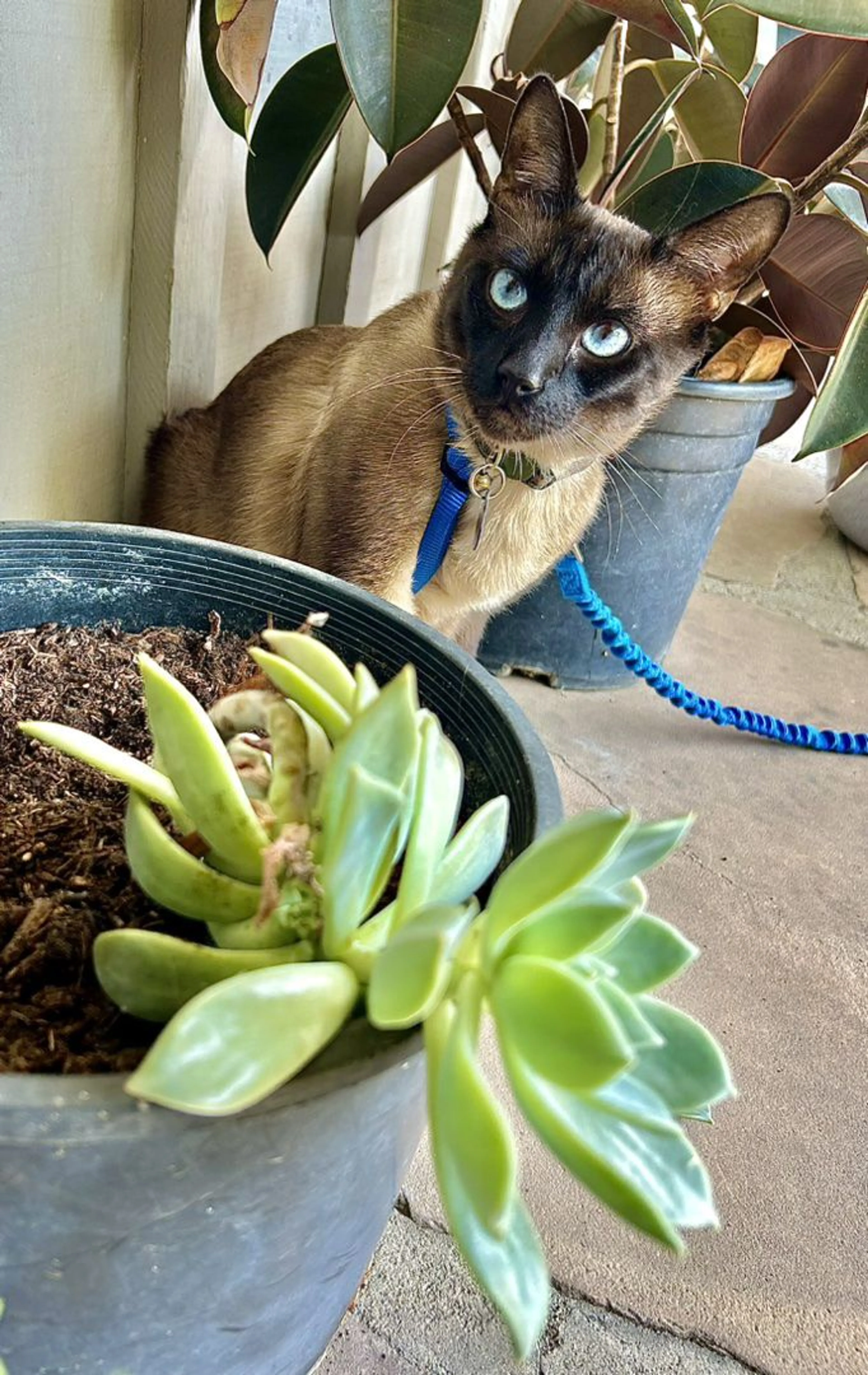 Lost pet-0