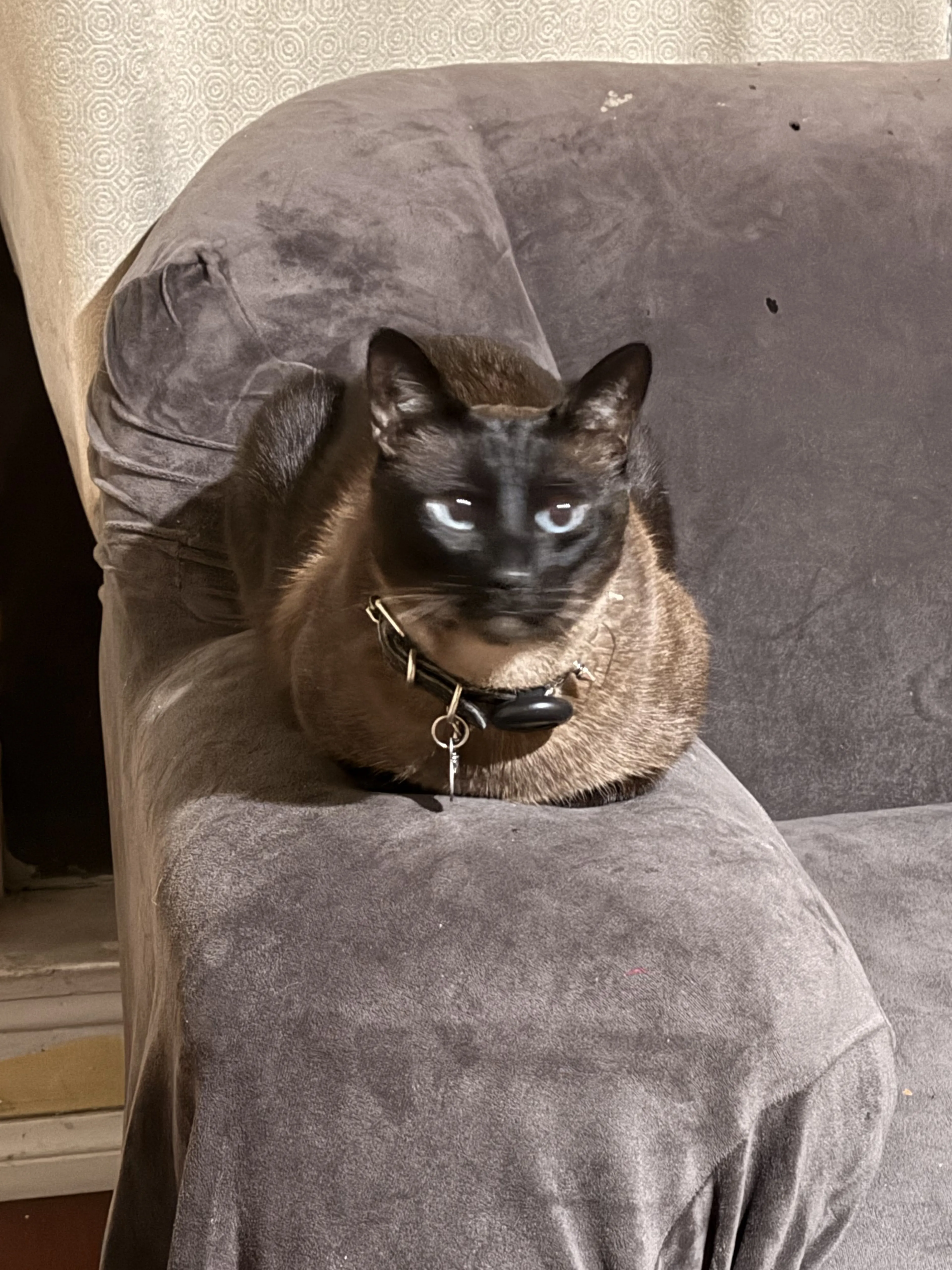Lost pet-1