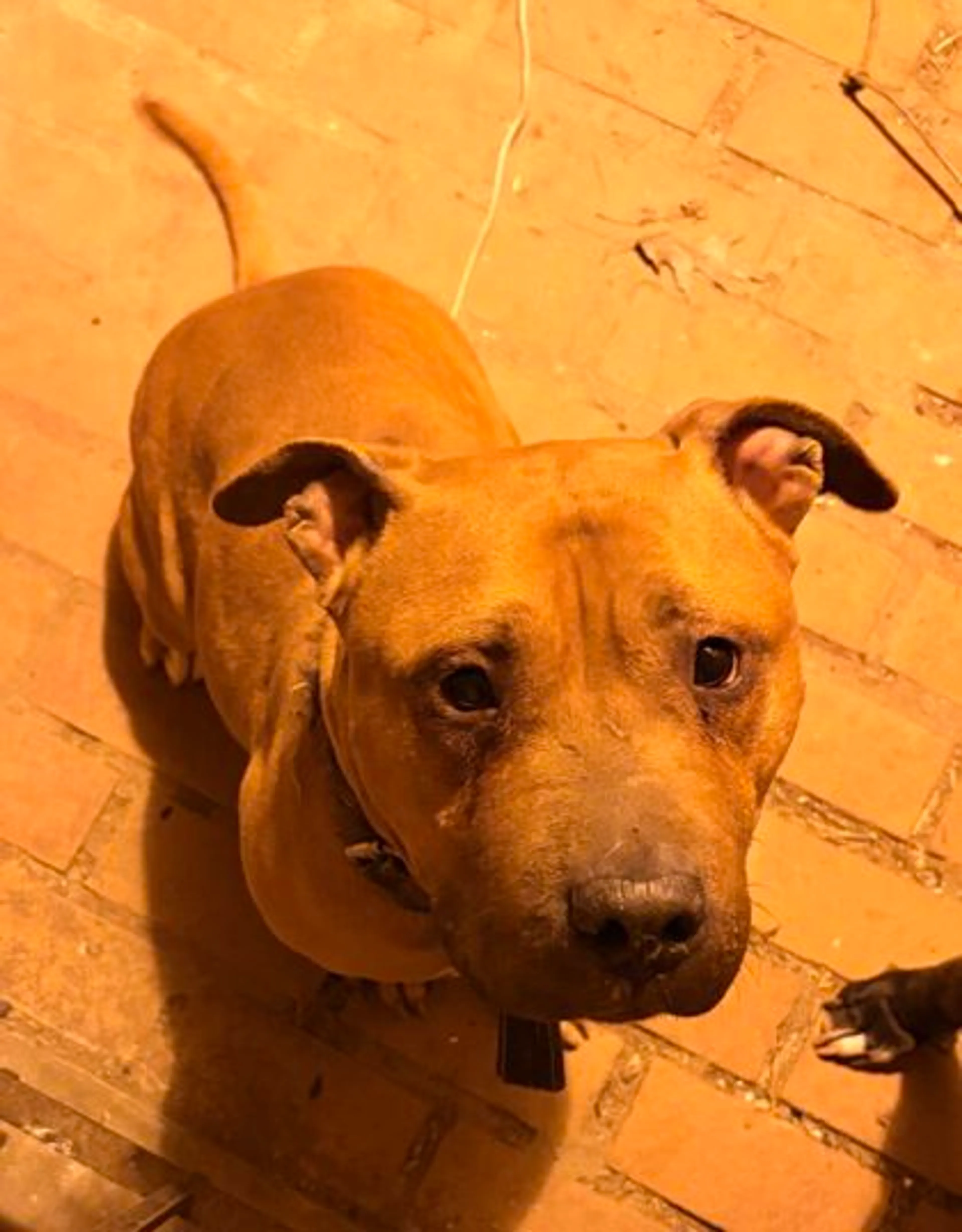 Found pet